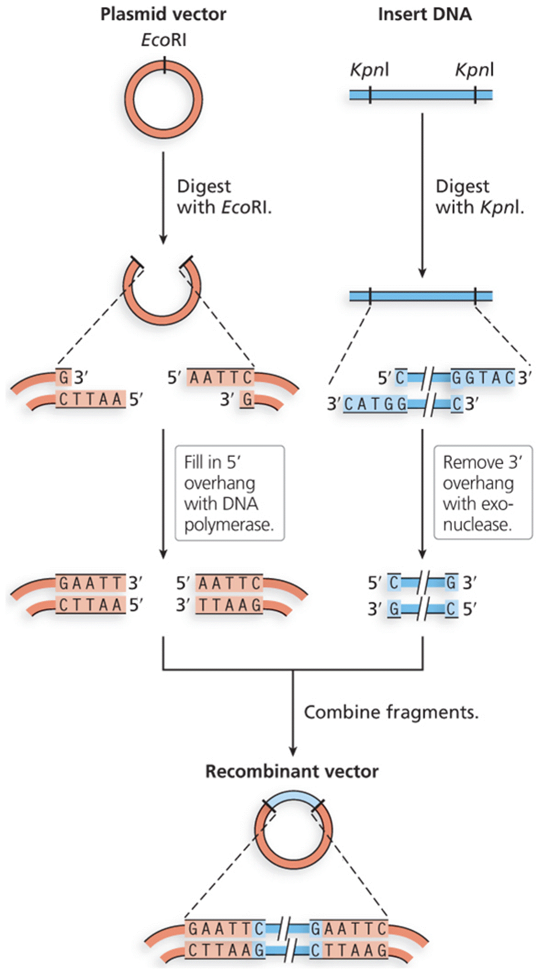 Connecting blunt ends to create recombinant DNA molecules