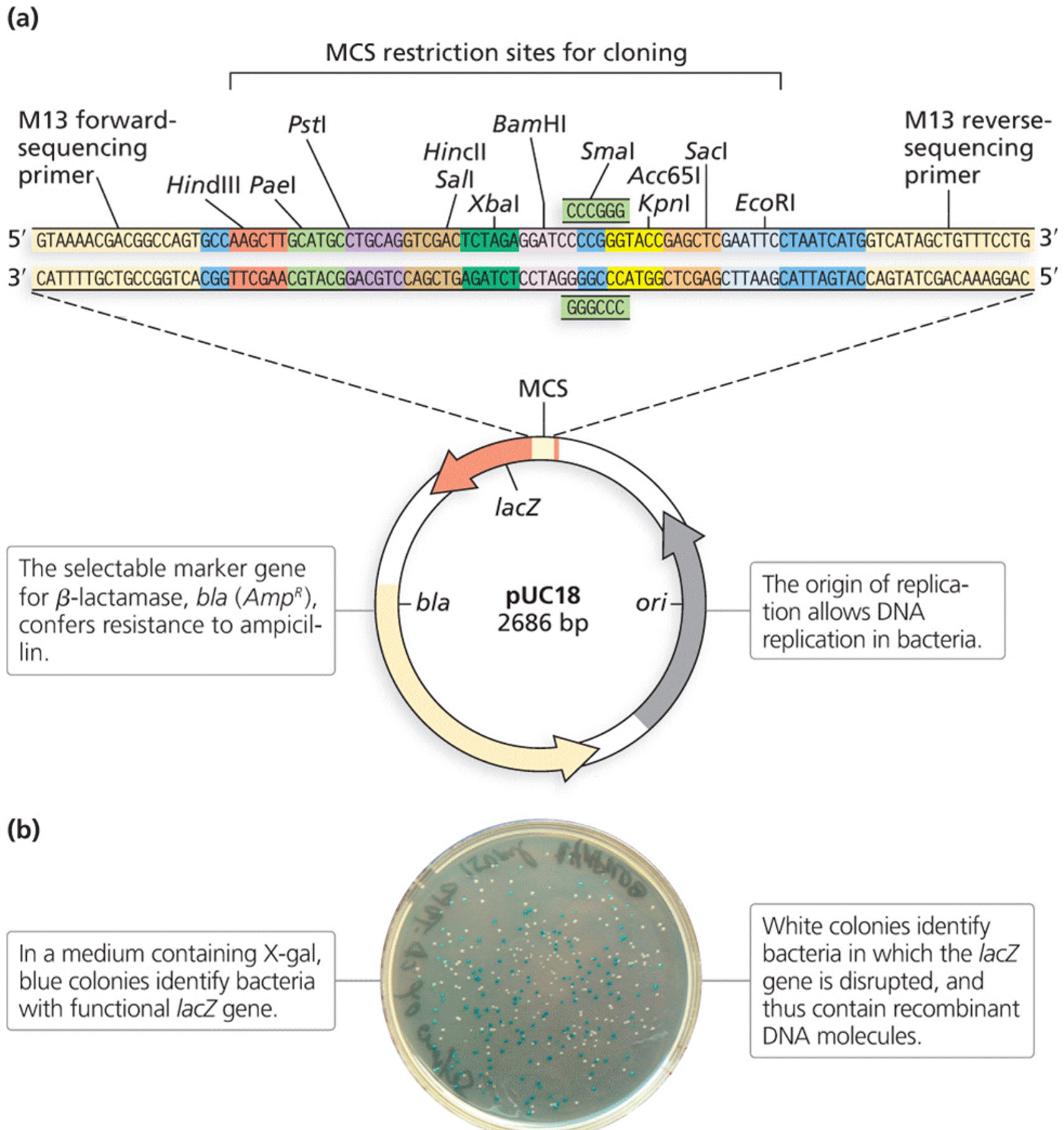 A plasmid cloning vector 