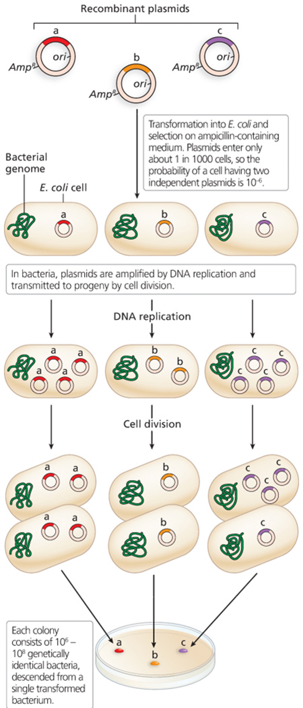 Amplification of recombinant DNA molecules in bacteria