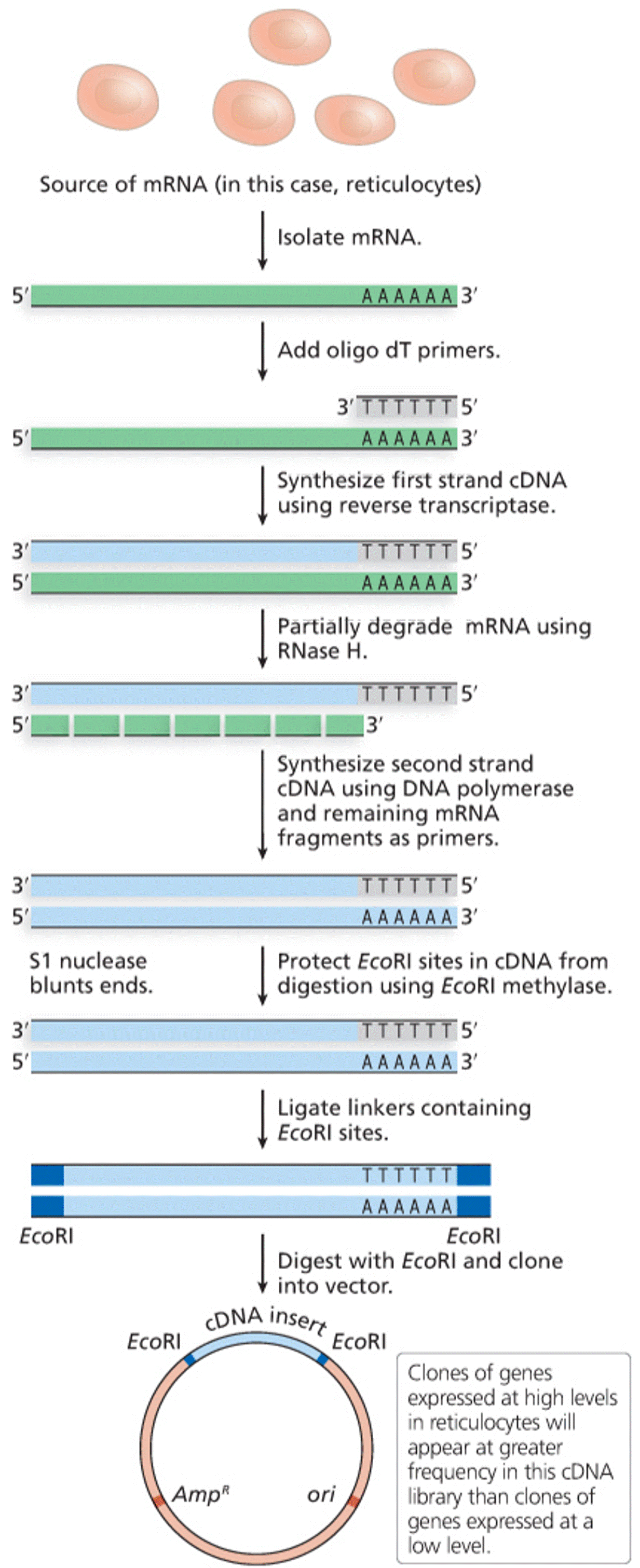 Construction of cDNA libraries
