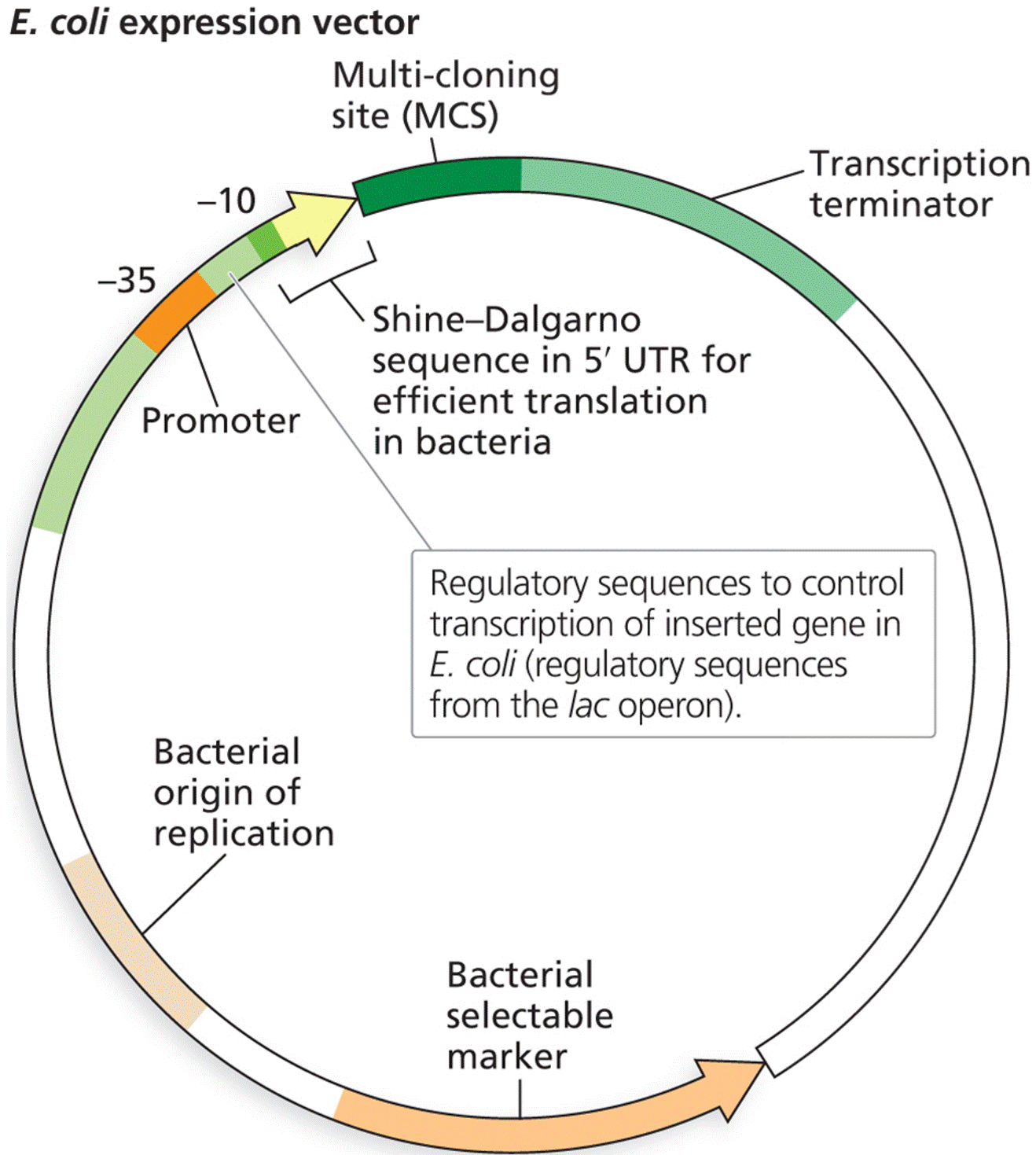 Typical features of expression vectors for E. coli