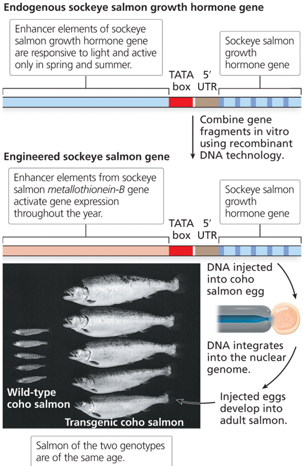 Creation of transgenic salmon through injection of DNA into salmon eggs