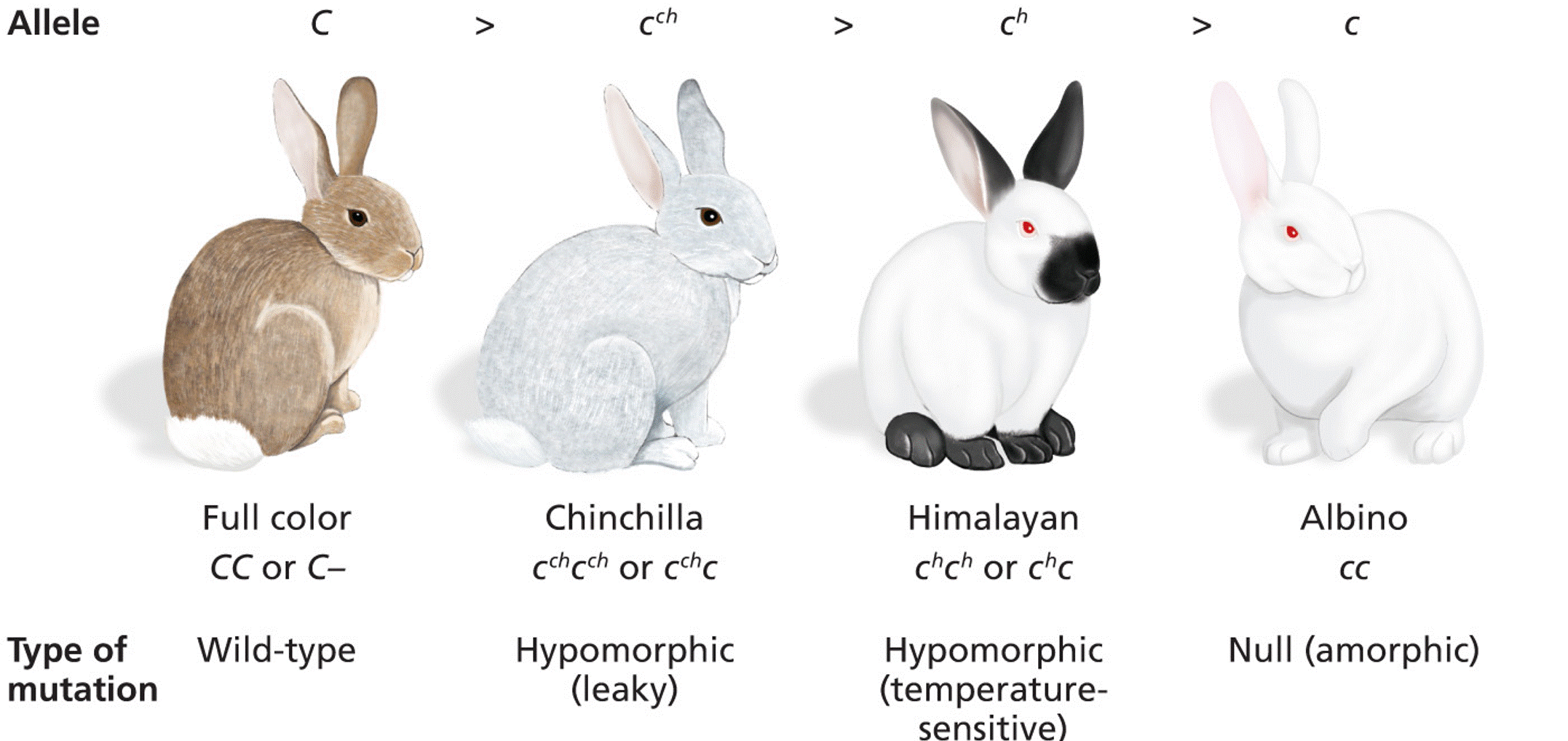 Allelic series for coat-color determination in mammals