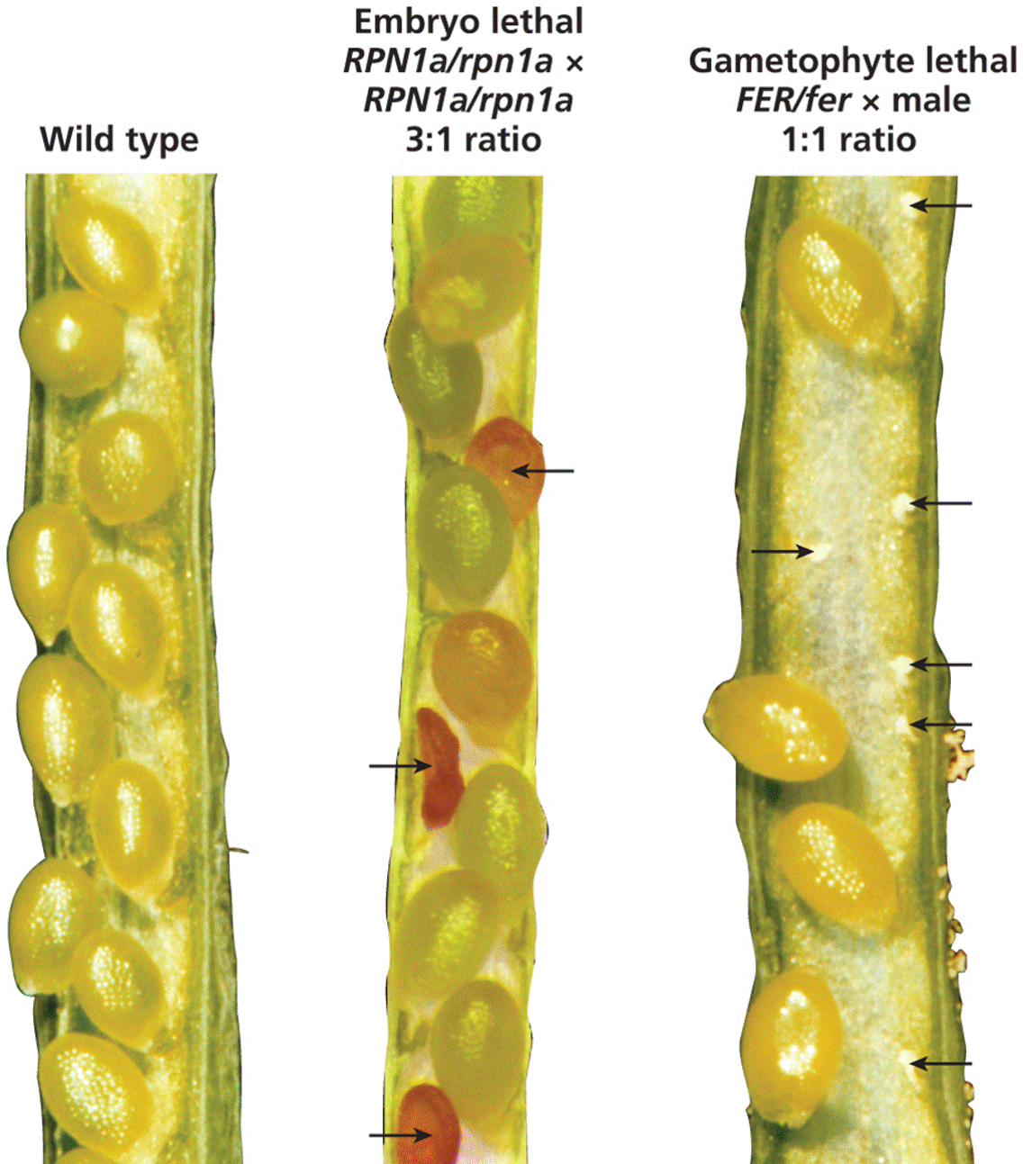 Evidence of lethal mutations in plants