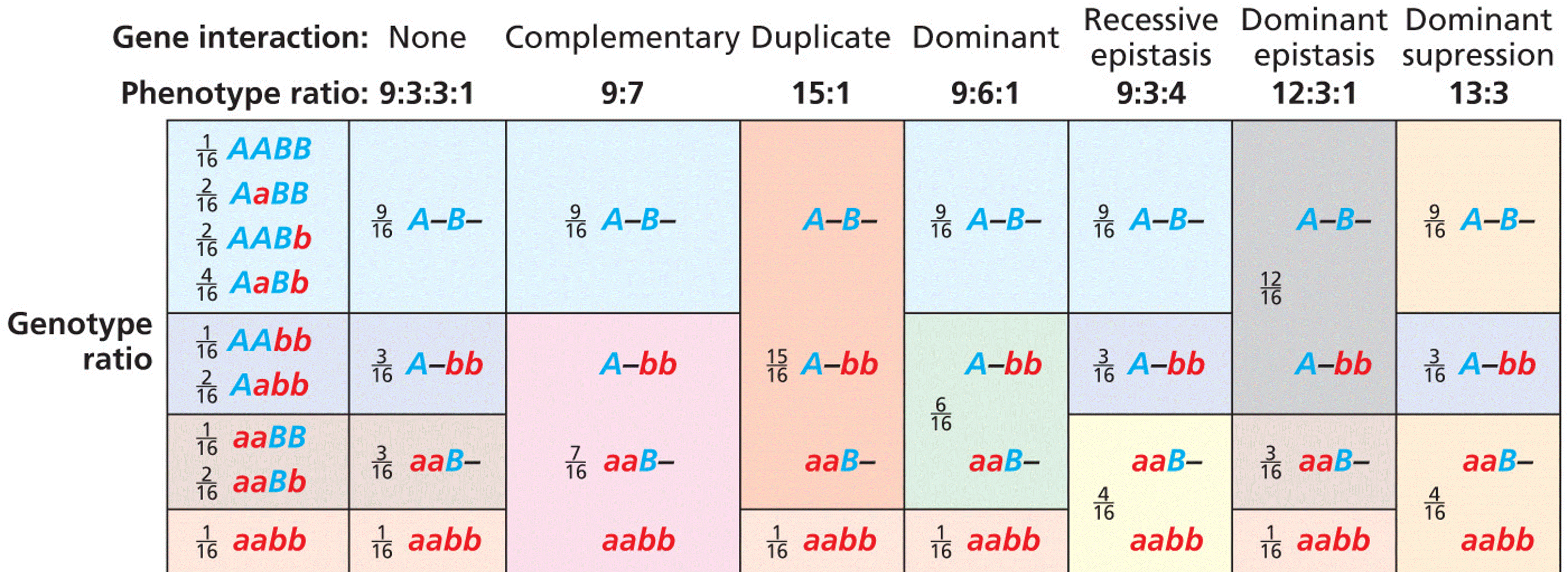 Phenotype patterns in the F2 of a dihybrid cross that result from epistatic gene interaction