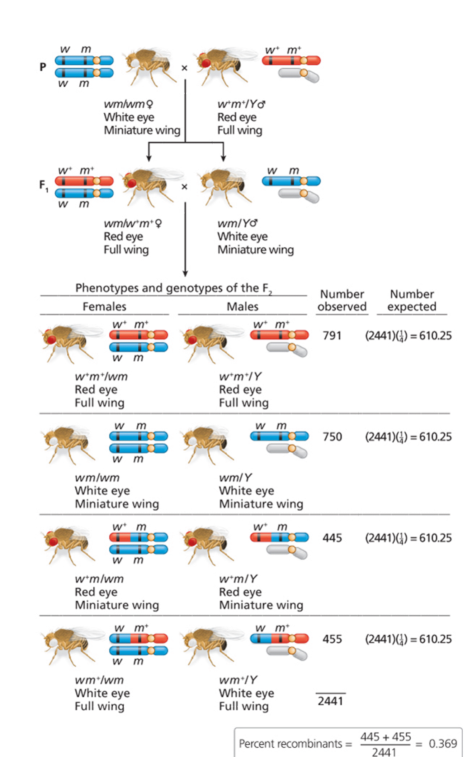 Morgan’s analysis of genetic linkage of X-linked genes for eye color