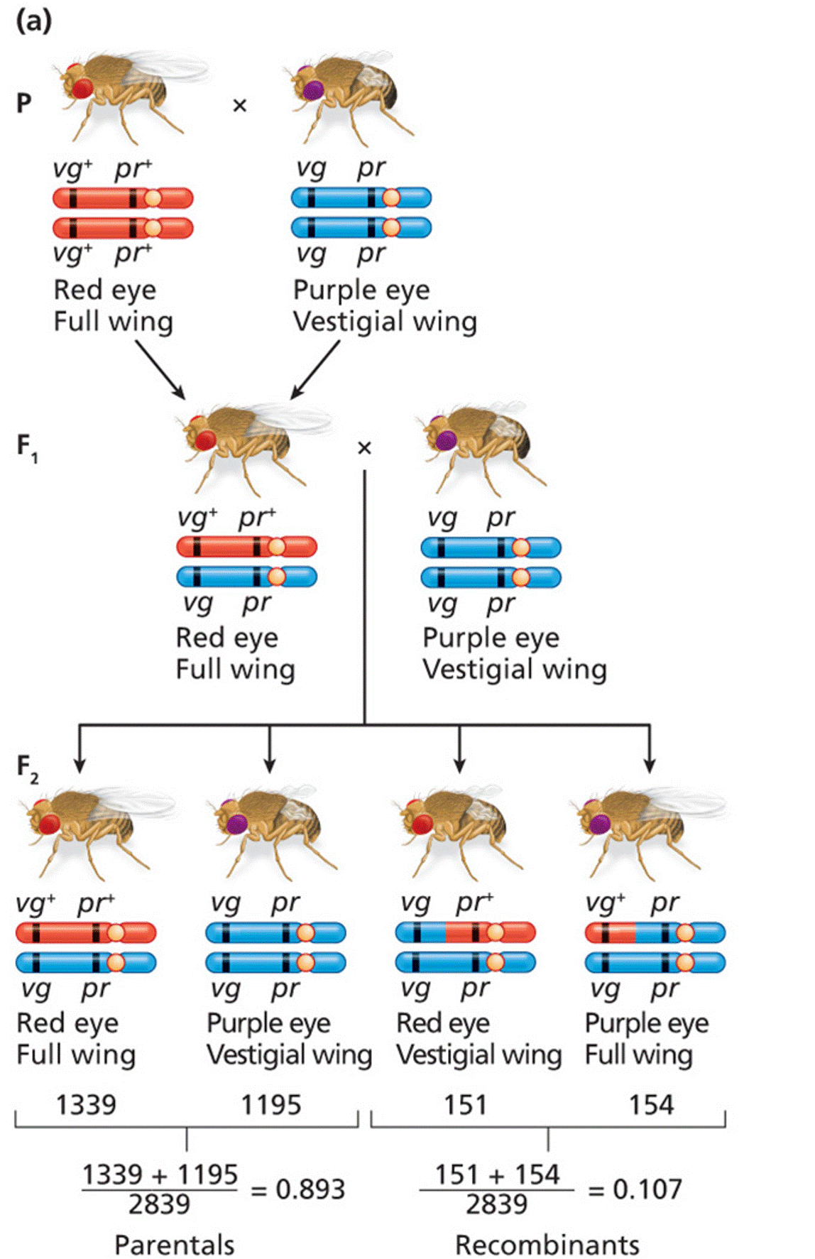 Morgan’s test-cross analysis of genetic linkage between autosomal genes