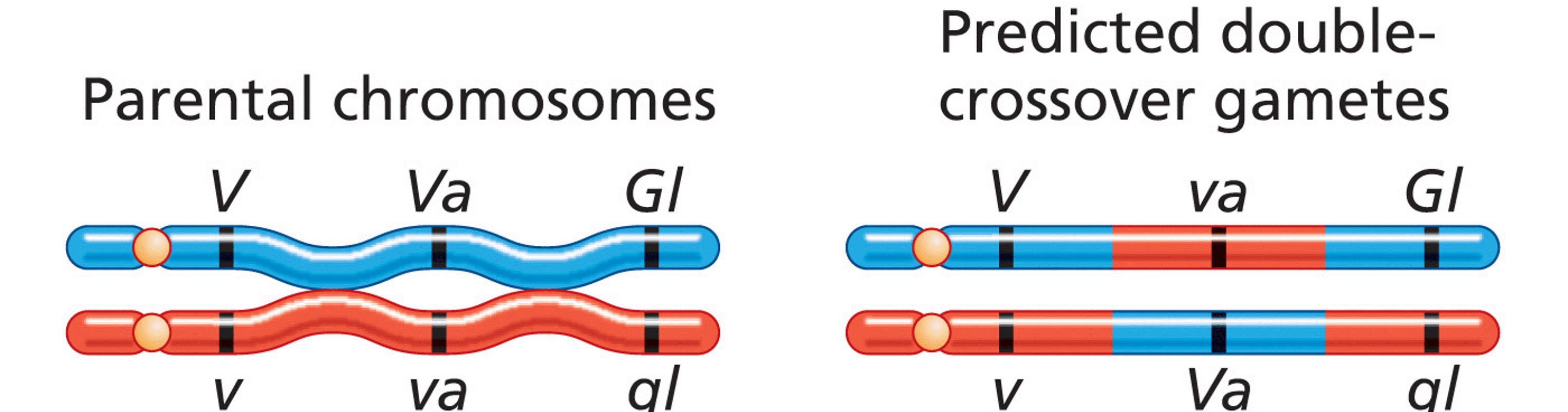 Constructing a Three-Point Recombination Map