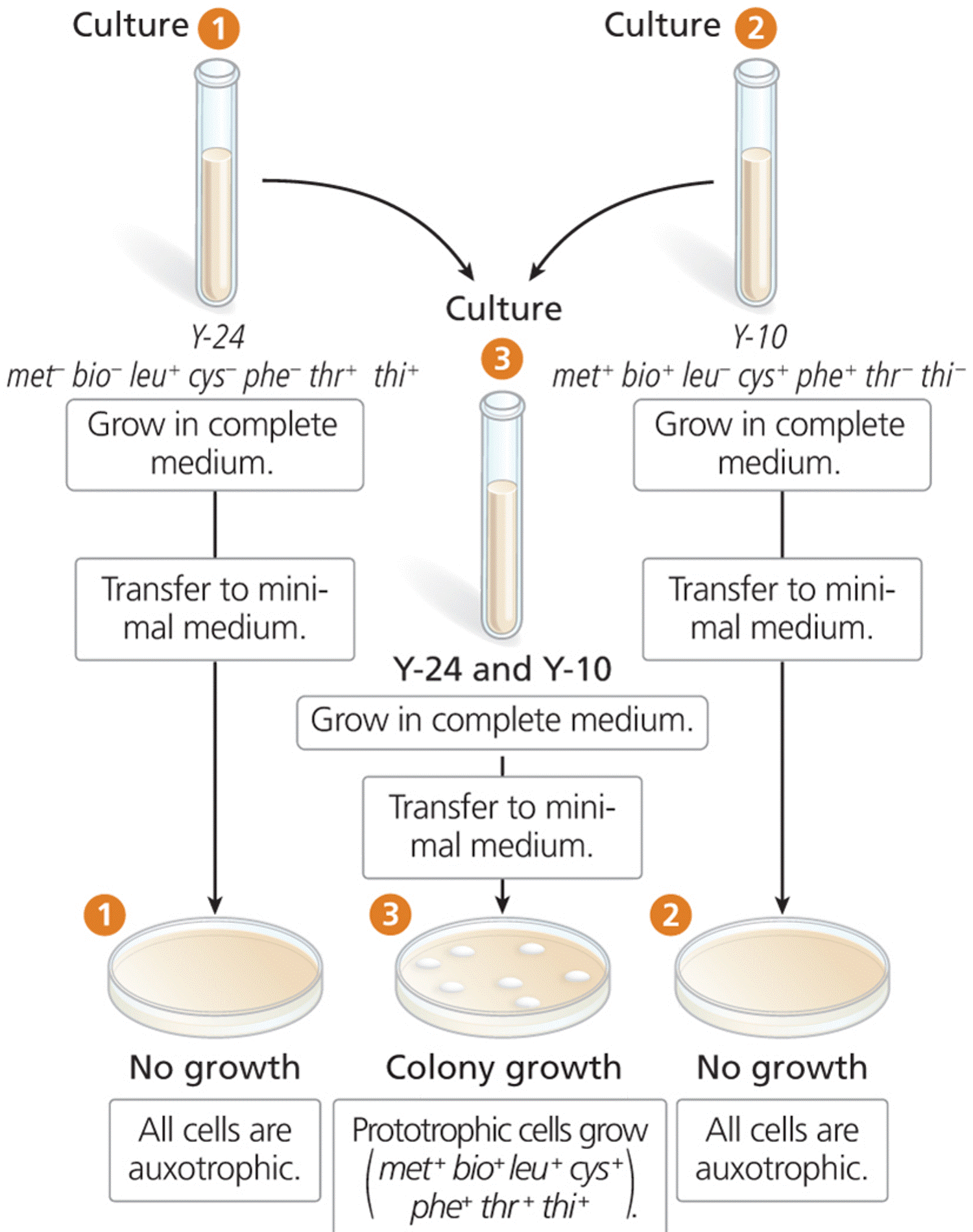 Lederberg and Tatum’s detection of recombination between auxotrophic E. coli cells