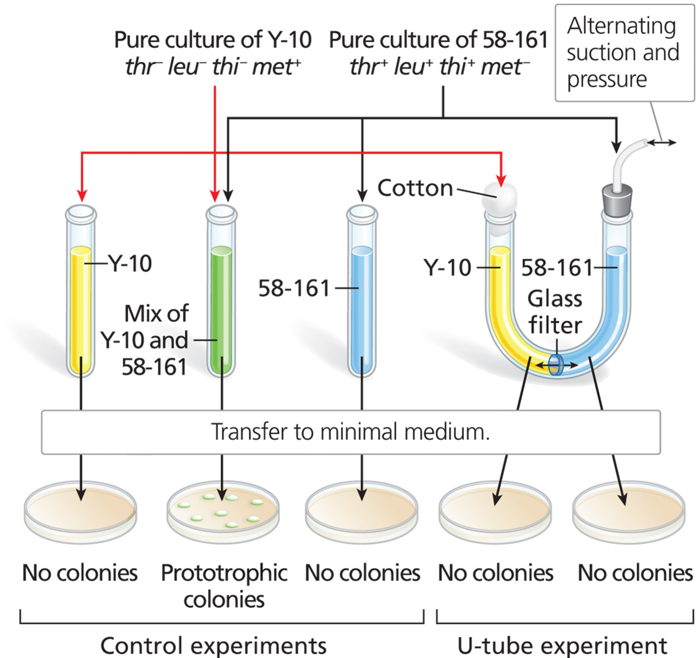 Davis’s U-tube experiment