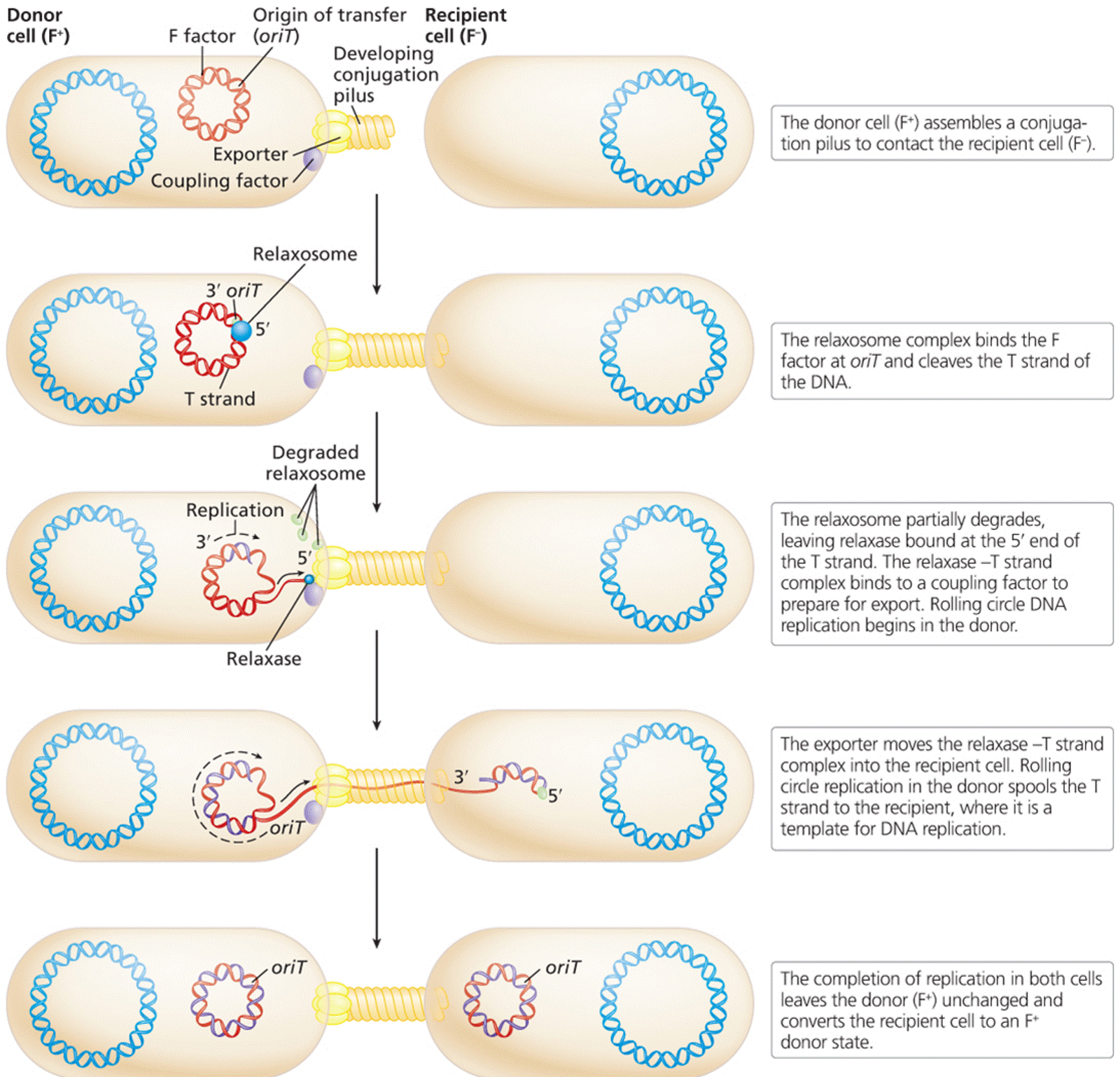 Conjugation of F  and F  cells