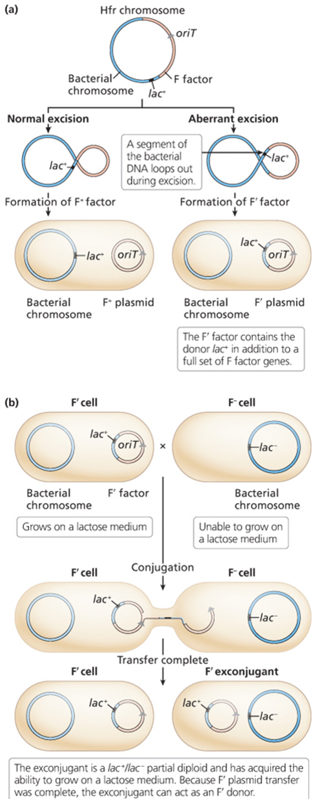 F factor excision from Hfr integration