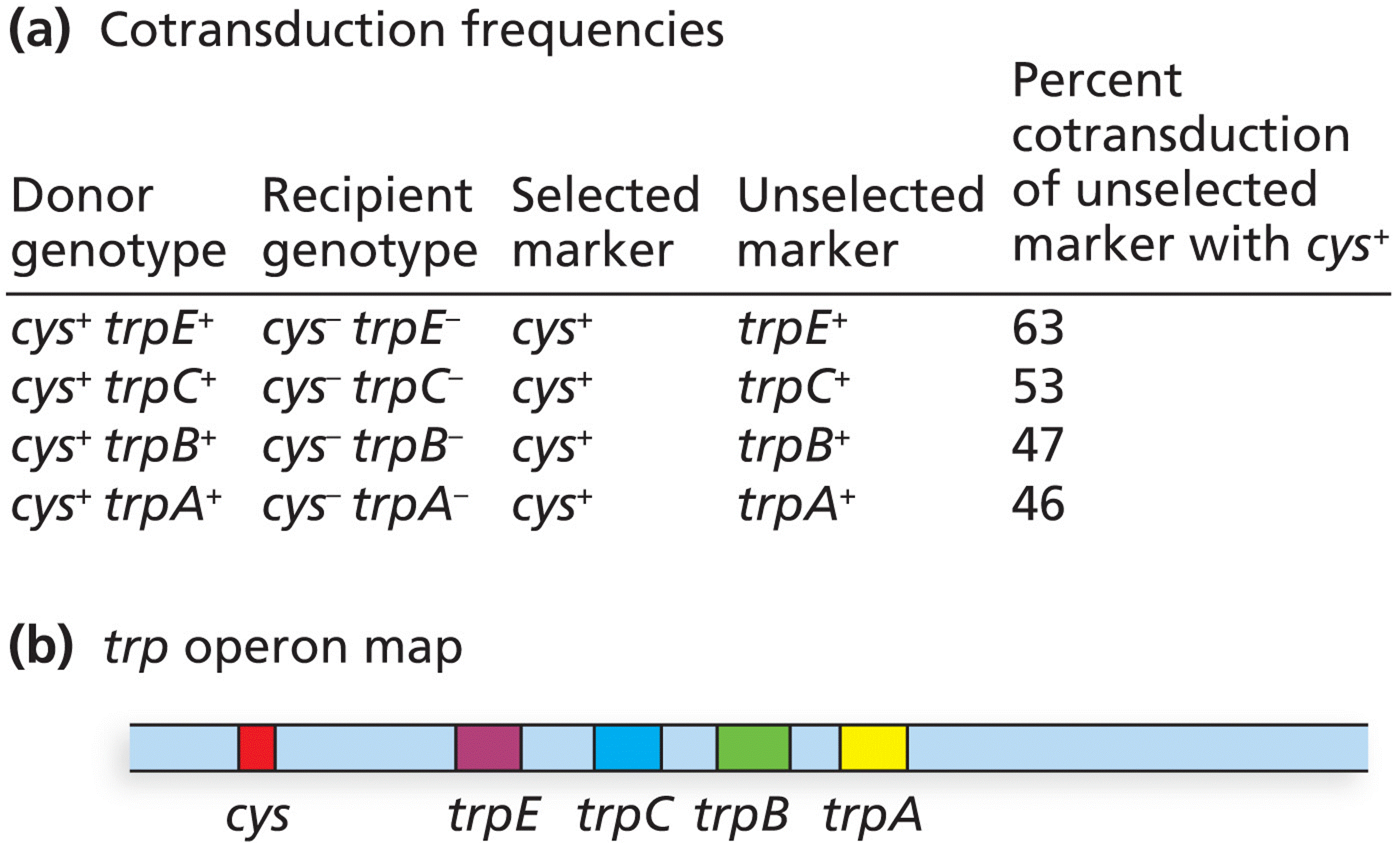 Yanofsky’s cotransduction frequency analysis