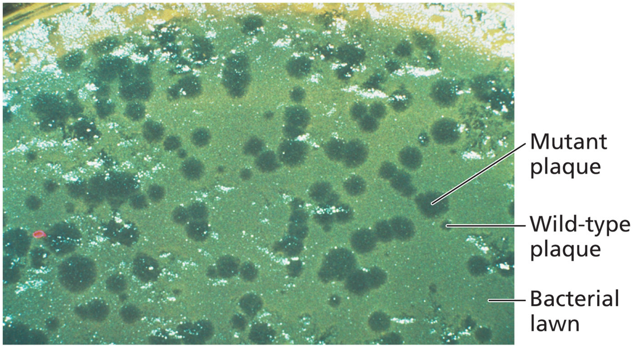 Plaque formation by rll wild types and mutants