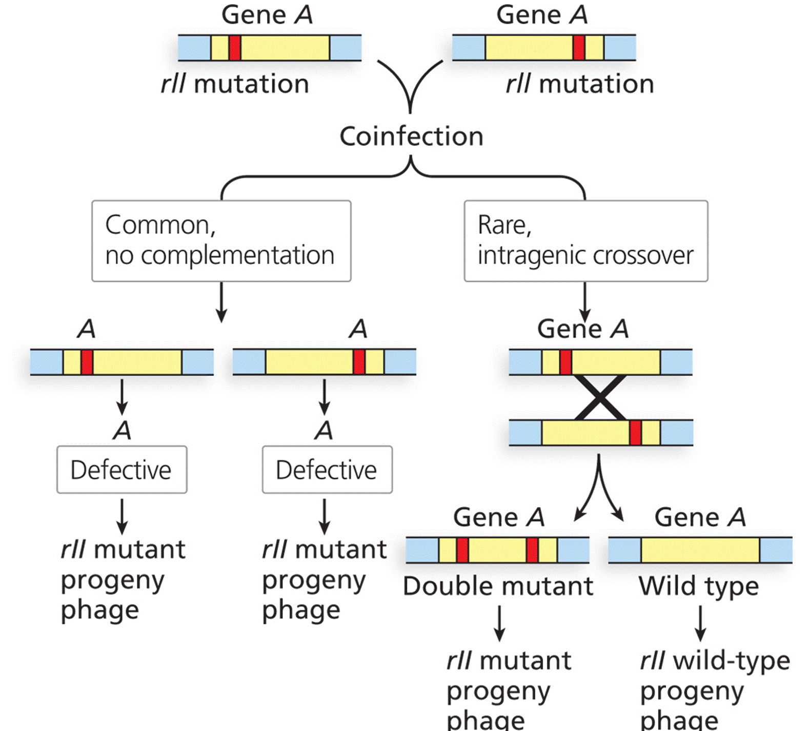 Simultaneous coinfection of a host cell by two noncomplementing rIIA mutants