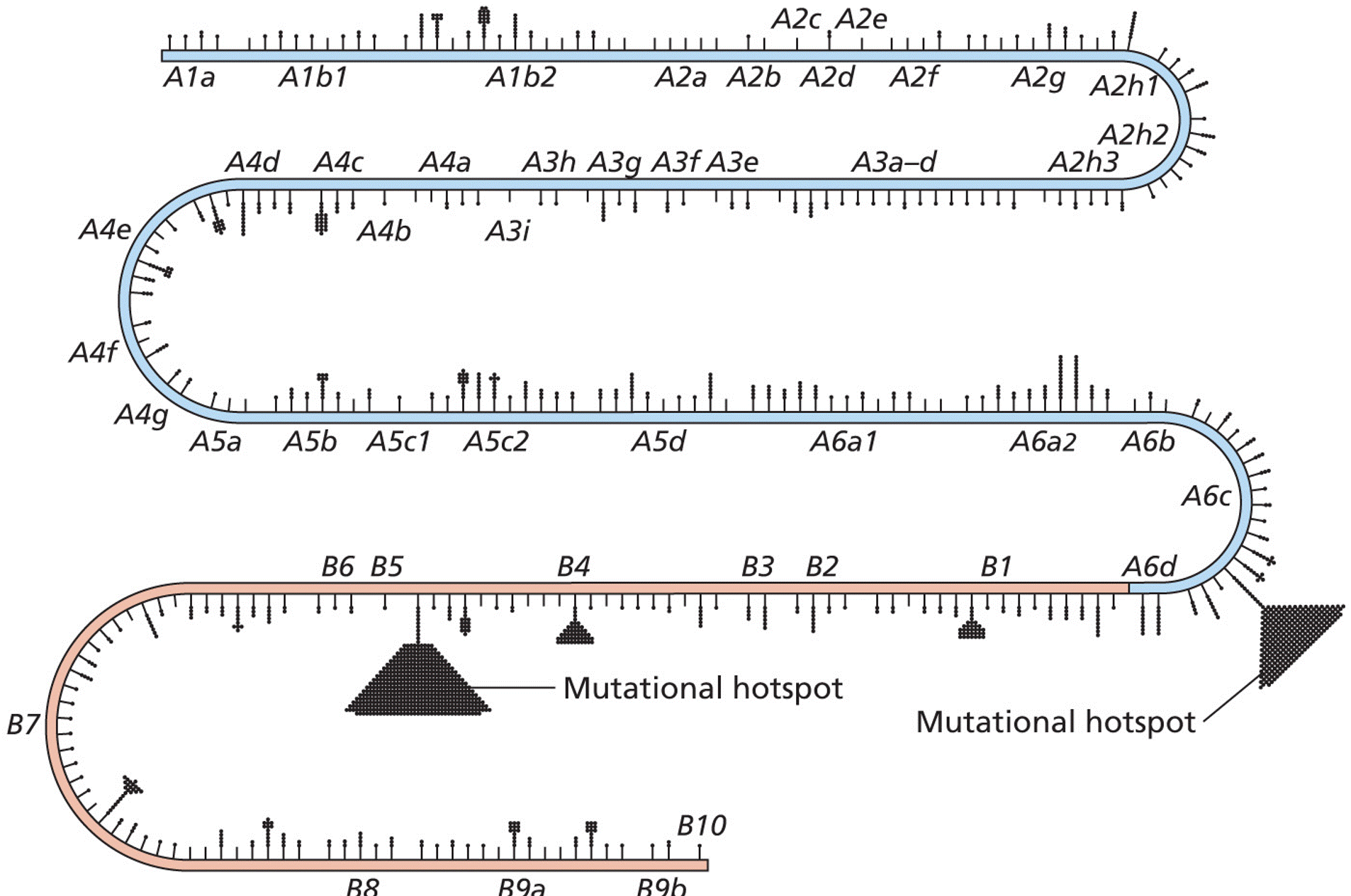 A genetic map showing the location of revertible (point) mutants of the rll region