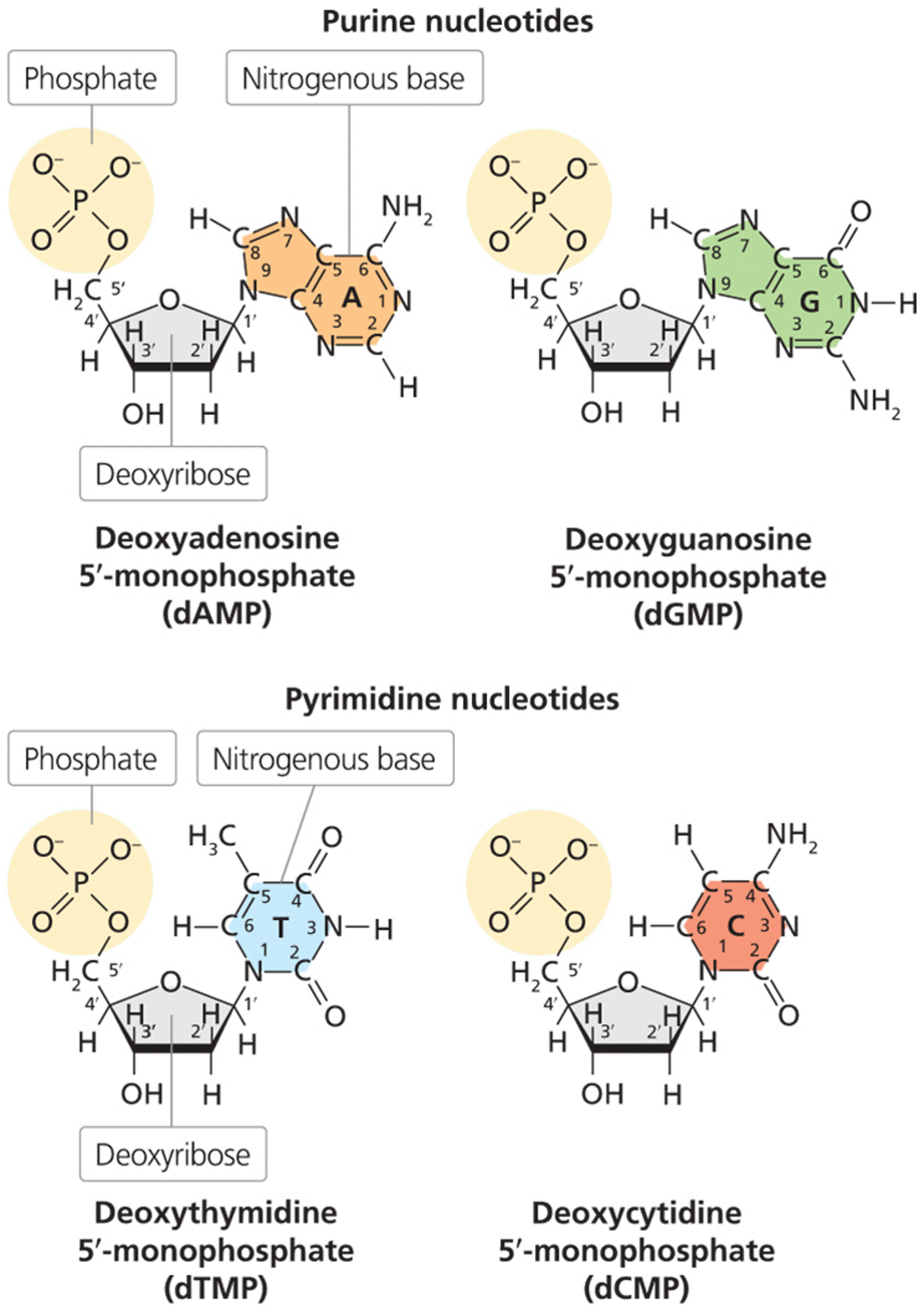 Structures of DNA nucleotide monophosphates