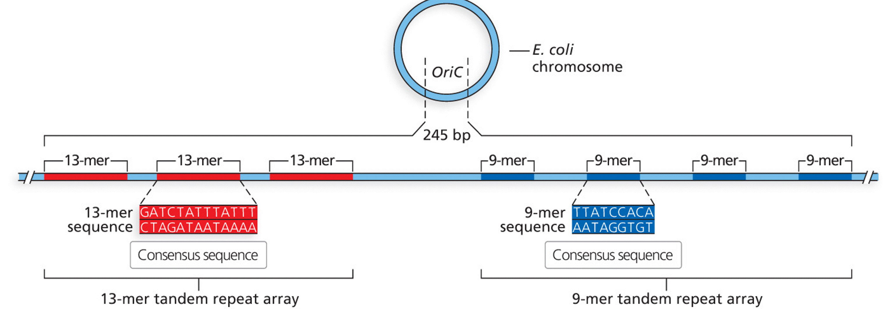 Origin of replication sequence in E. coli