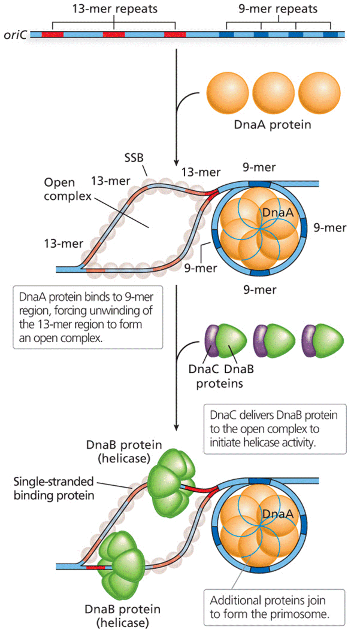 Replication initiation at oriC, requiring DnaA, DnaB, and DnaC proteins