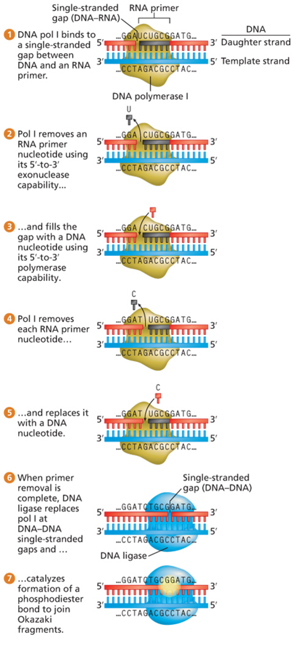 Removal and replacement of RNA primer nucleotides and ligation of Okazaki fragments in E. coli