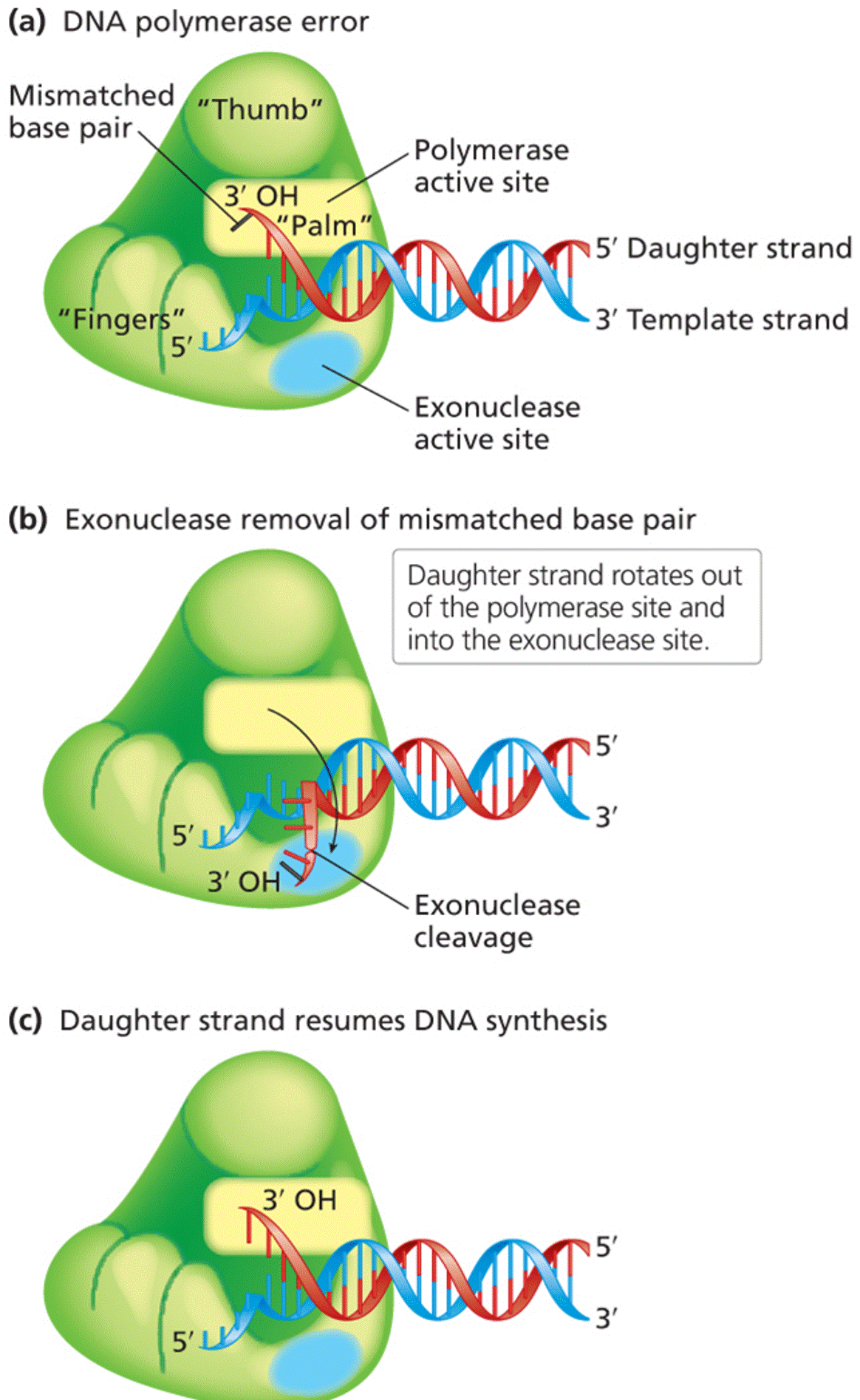 DNA polymerase proofreading activity