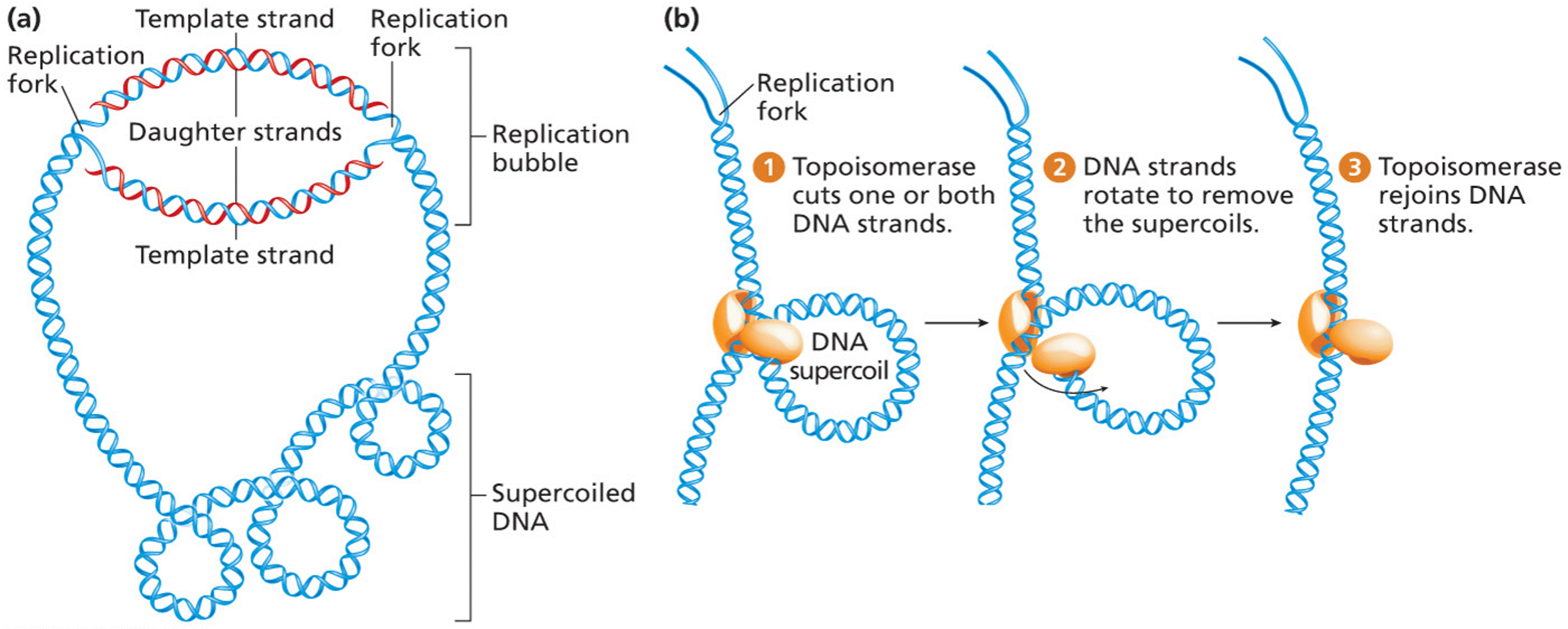 DNA supercoiling in bacteria