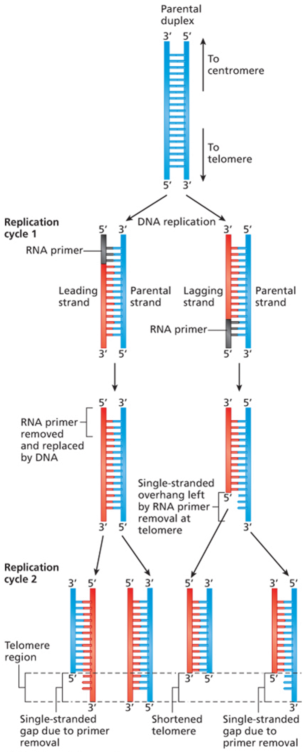 Loss of DNA at telomeres