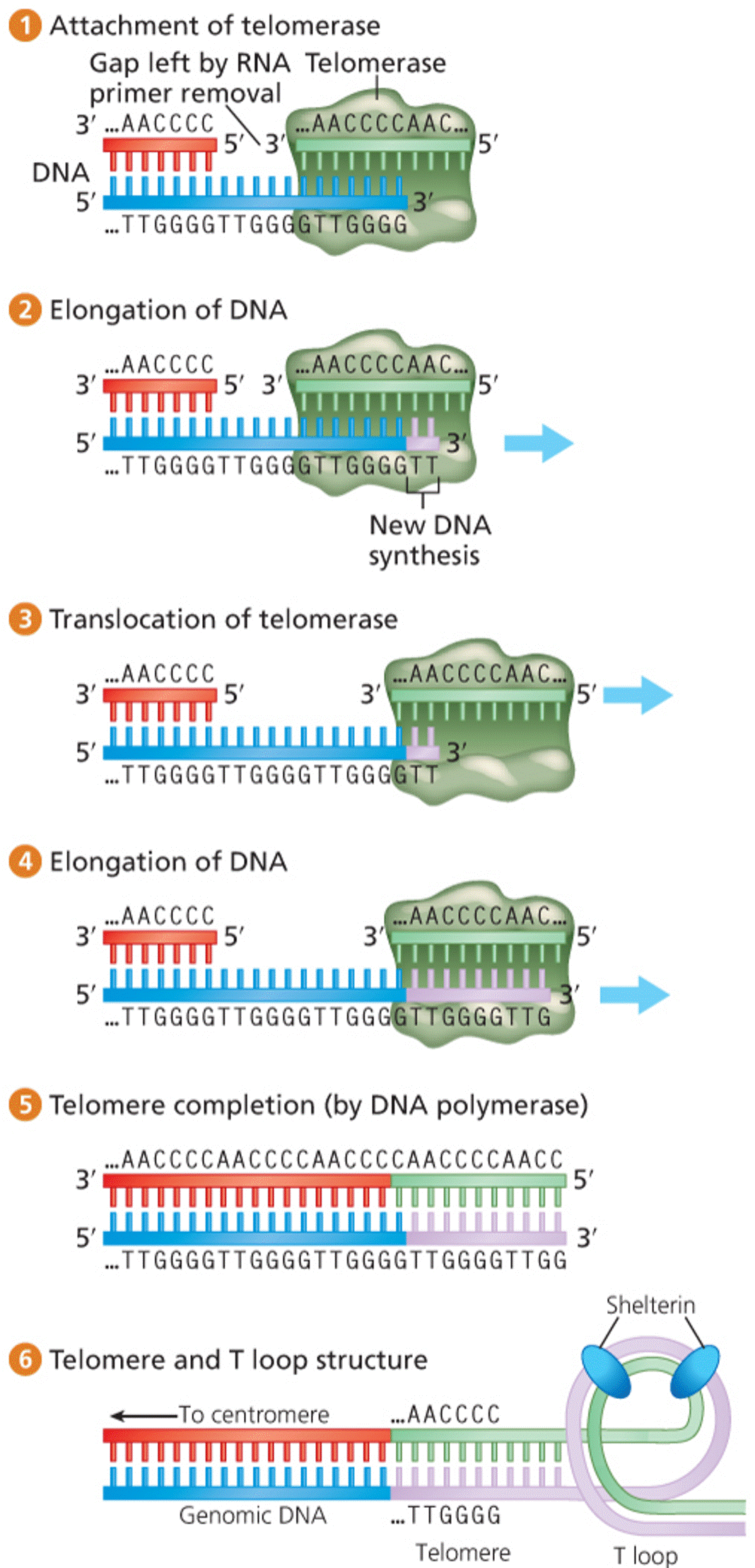Telomerase synthesis of repeating telomeric sequence