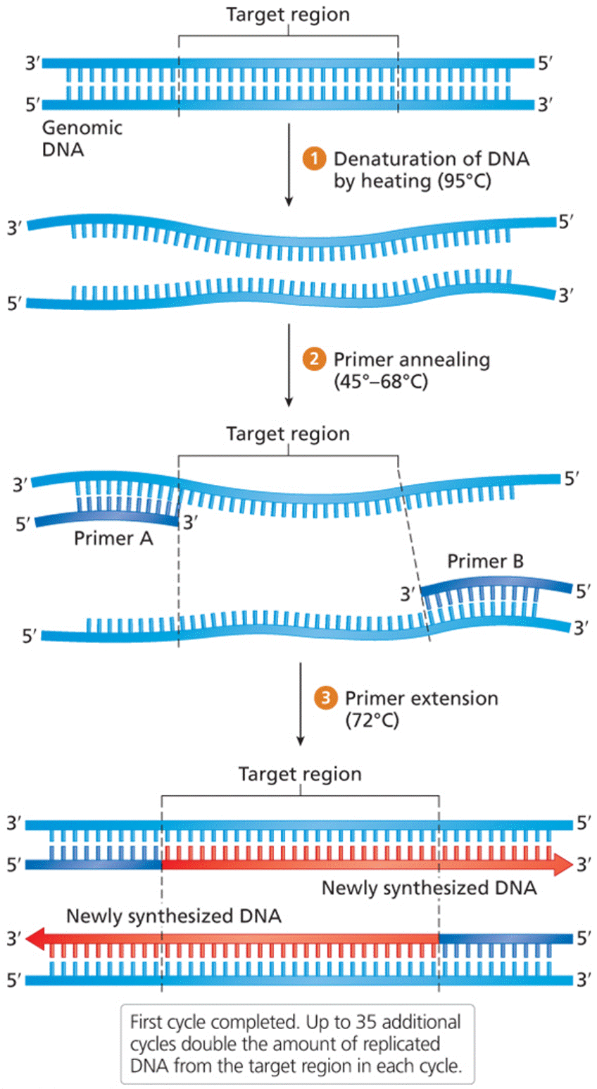 The three-step cycle of PCR