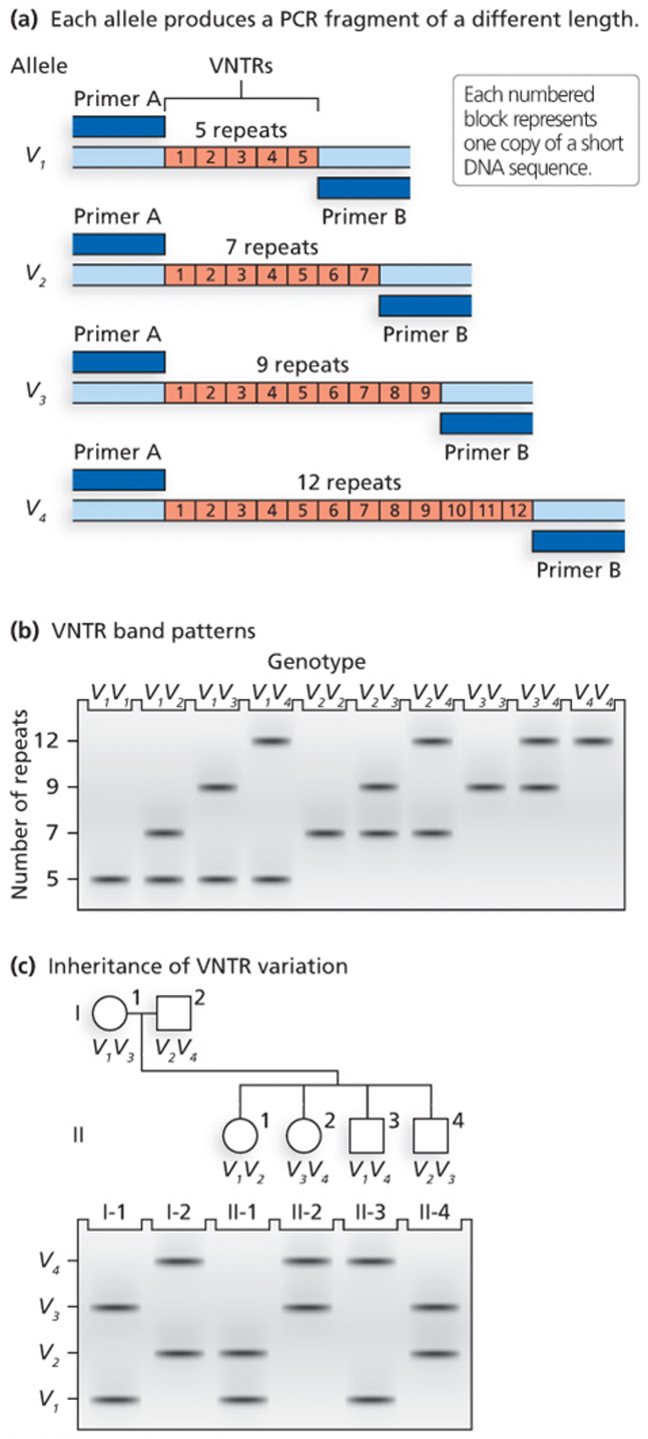 Separation of variable number tandem repeat (VNTR) alleles after PCR amplification