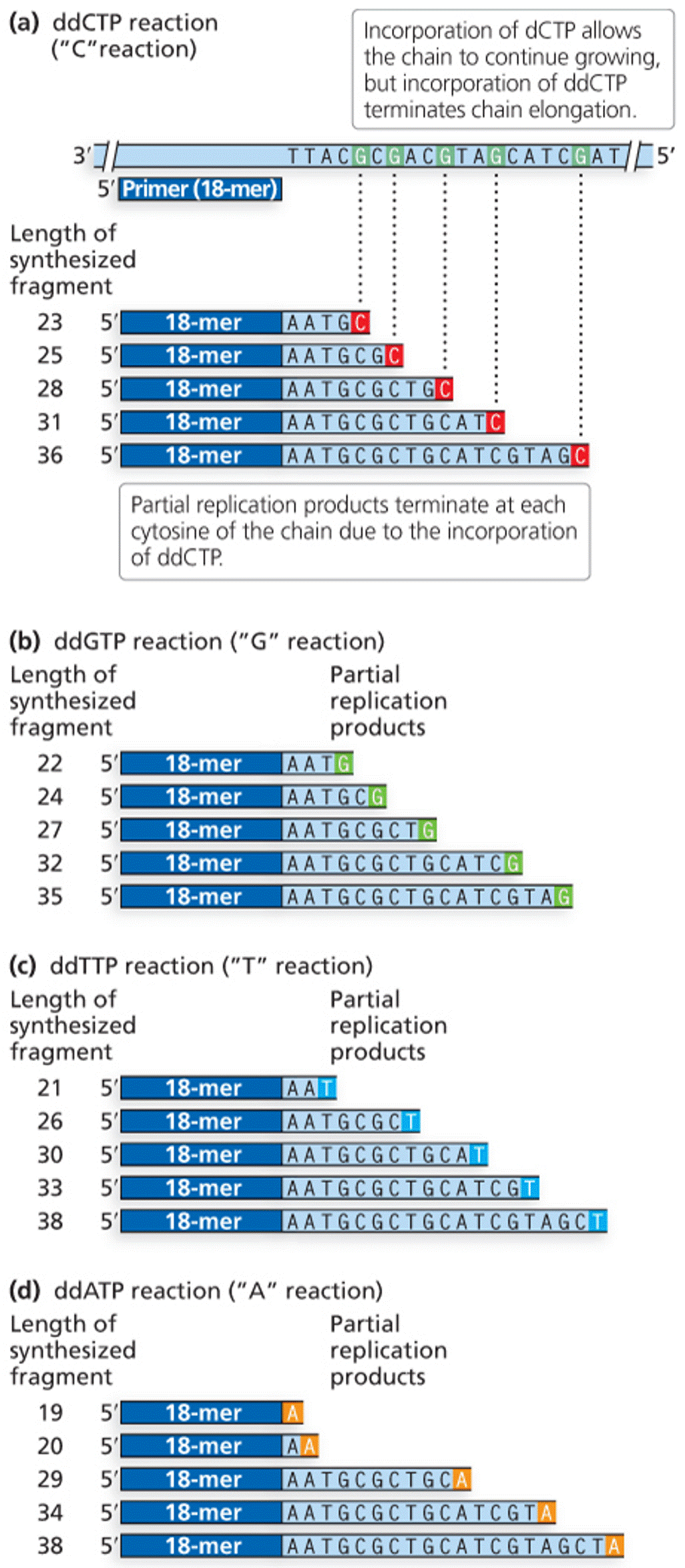 DNA sequencing reactions