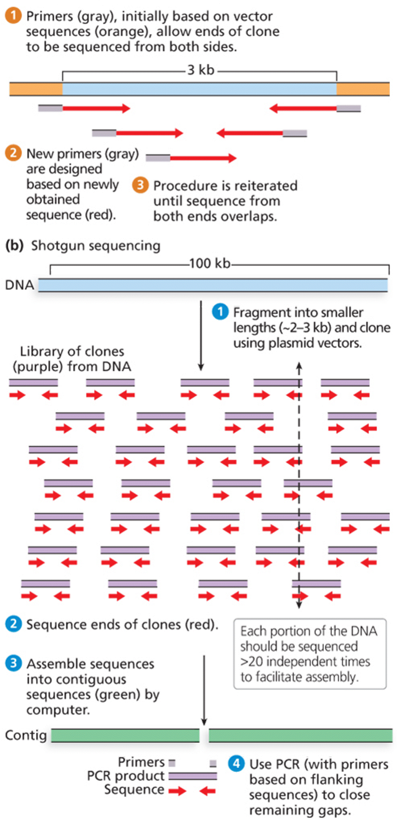 Primer walking versus shotgun sequencing approaches 