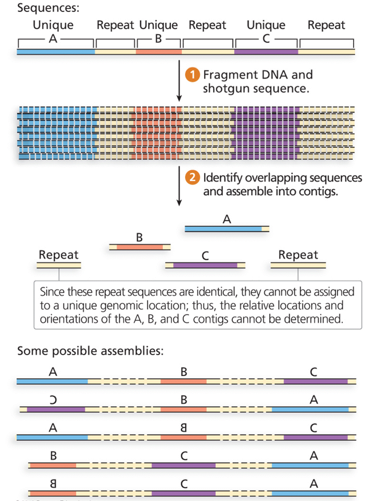 The problem of repetitive DNA