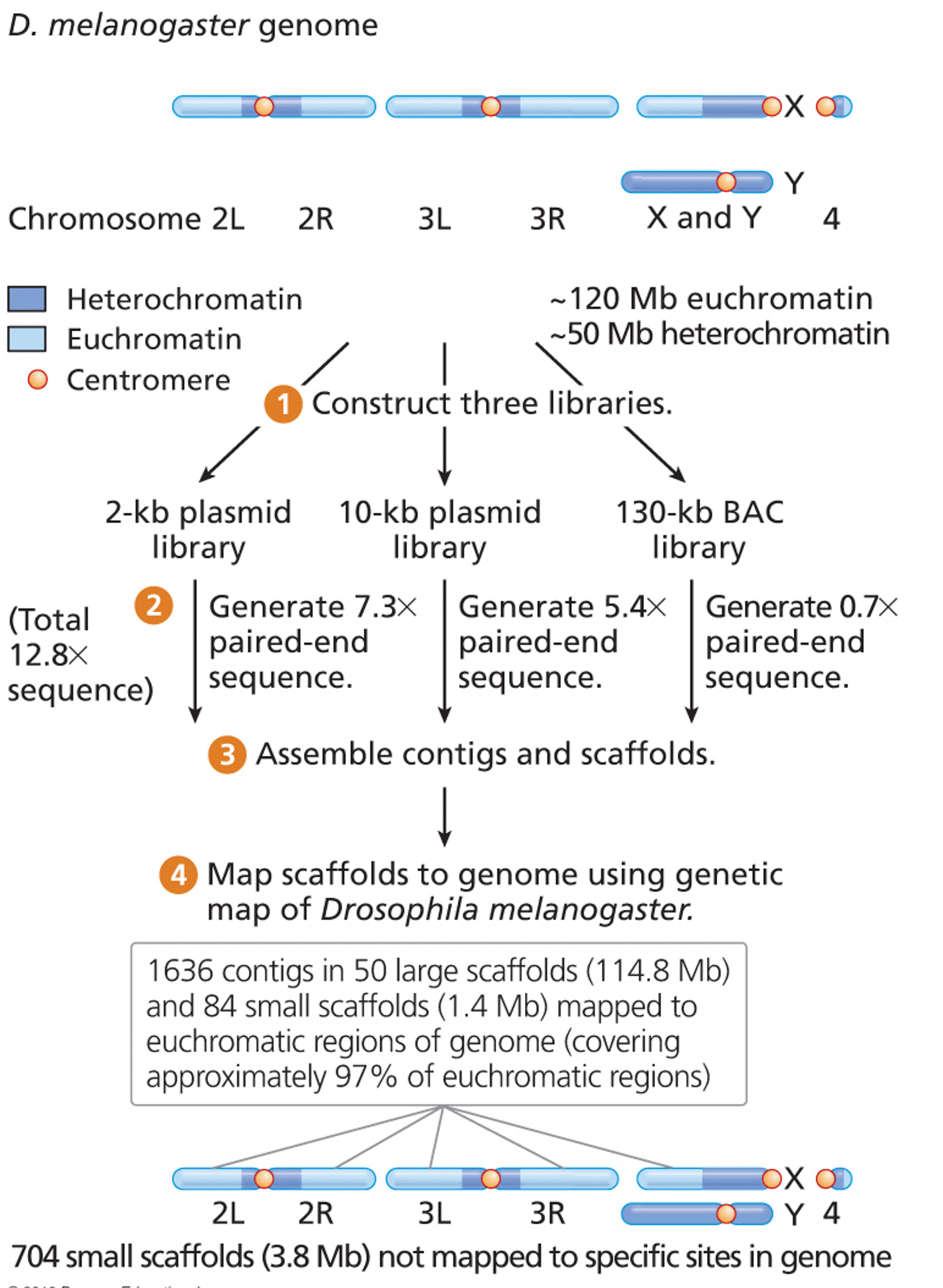 Whole-genome shotgun sequencing of the Drosophila melanogaster genome