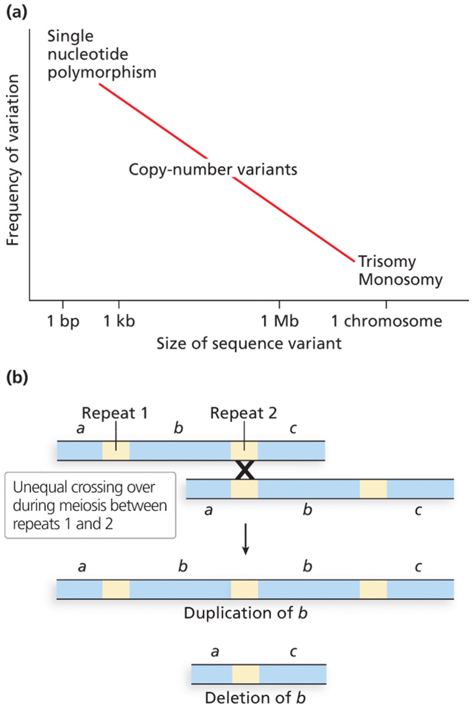 Copy-number variants