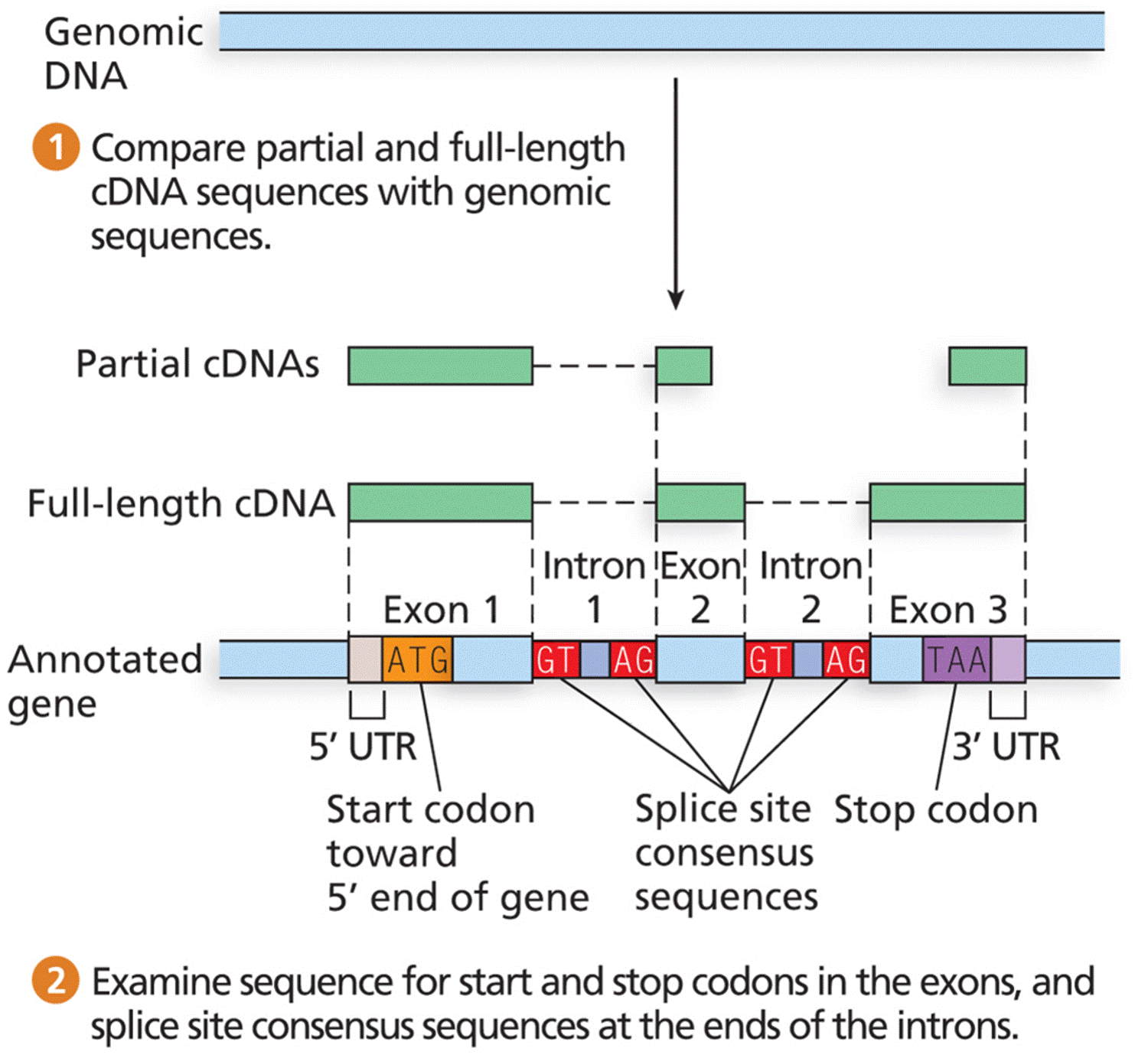 Experimentally acquired evidence for gene annotation