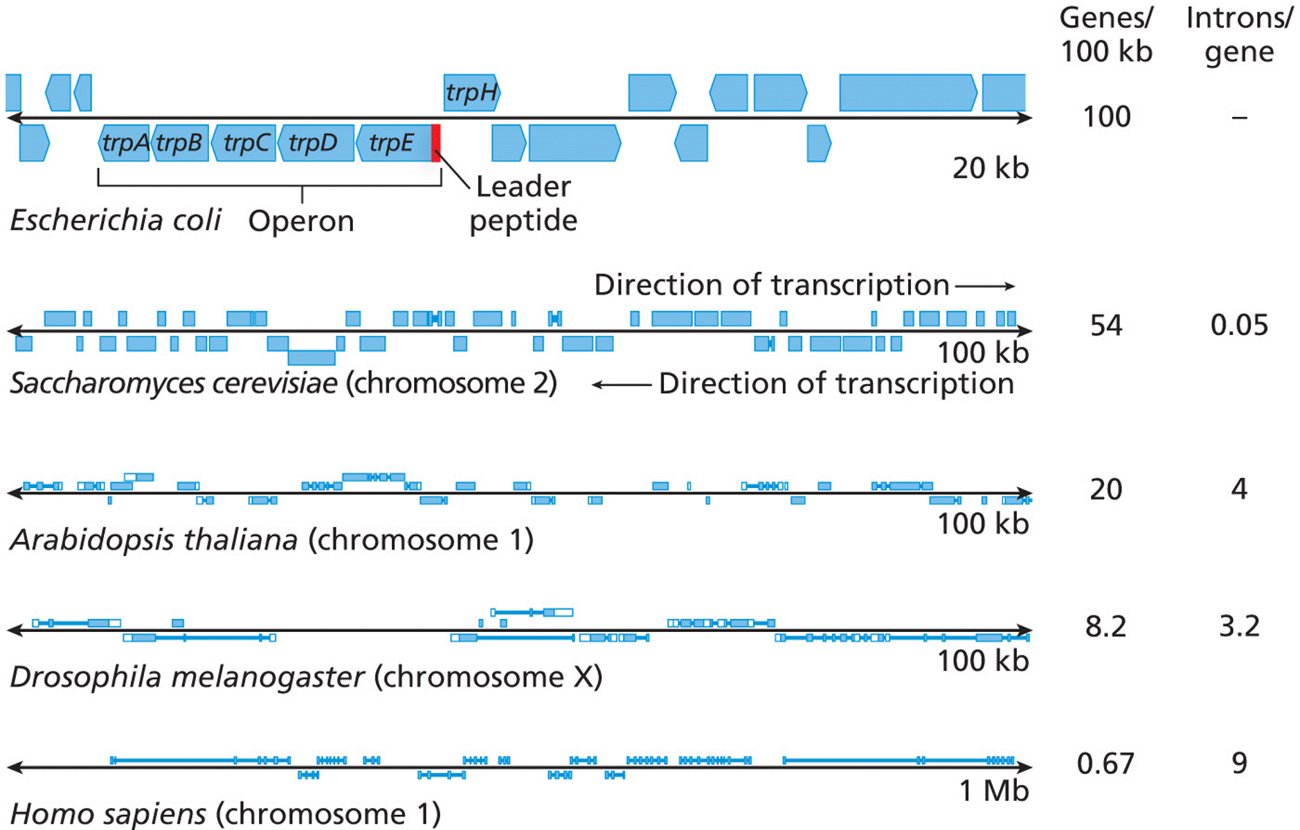 Comparisons of gene and genome organization