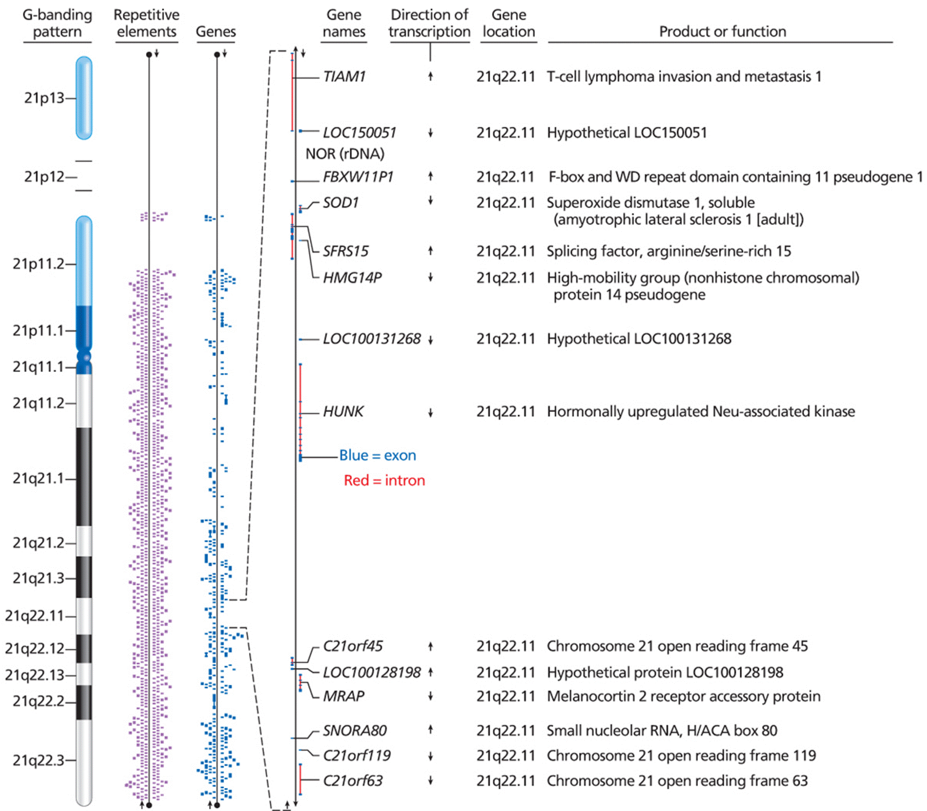 Genome annotation of human chromosome 21