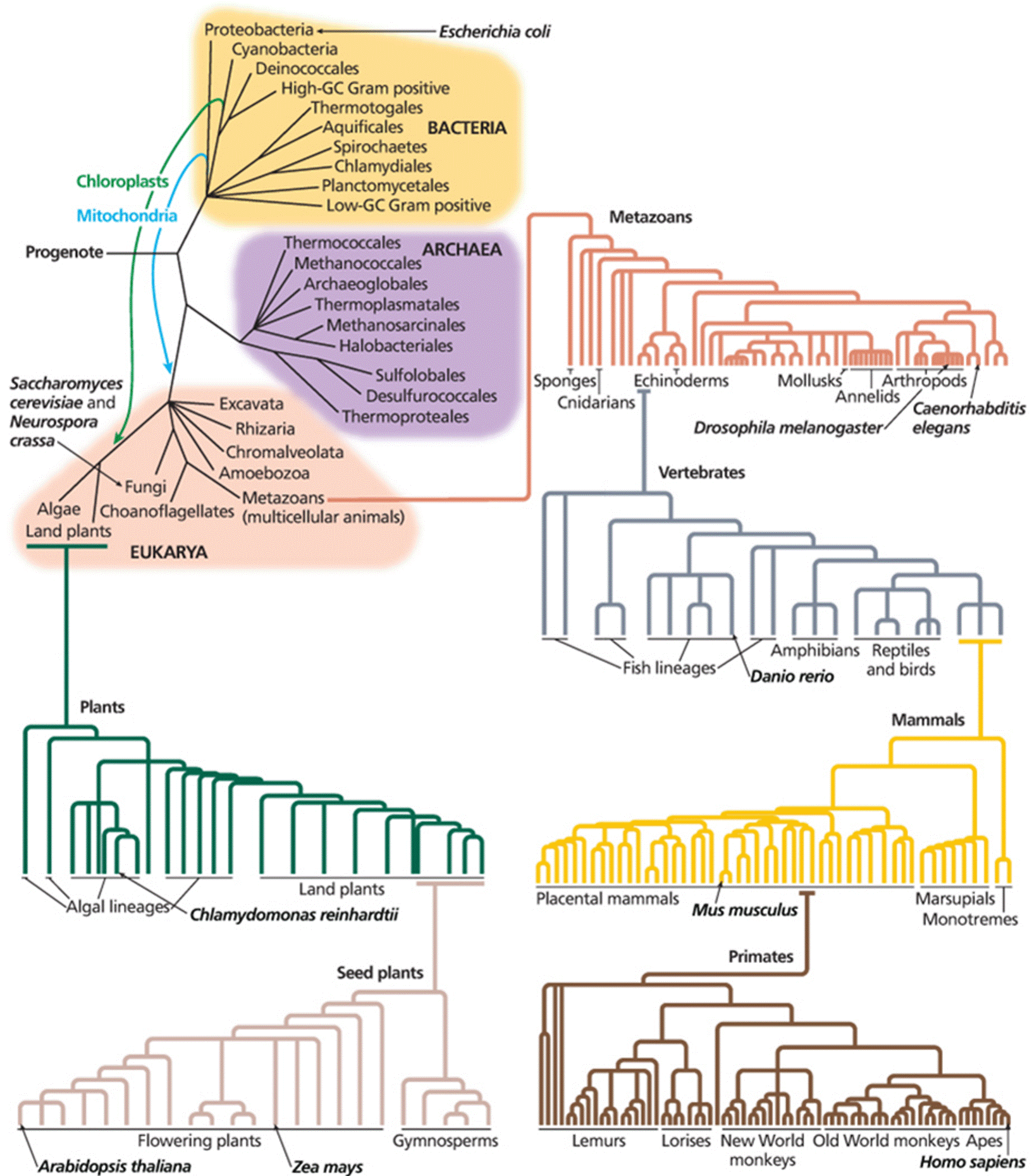 The tree of life, highlighting the phylogenetic relationships