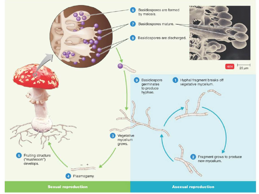 A generalized life cycle of a basidiomycete.