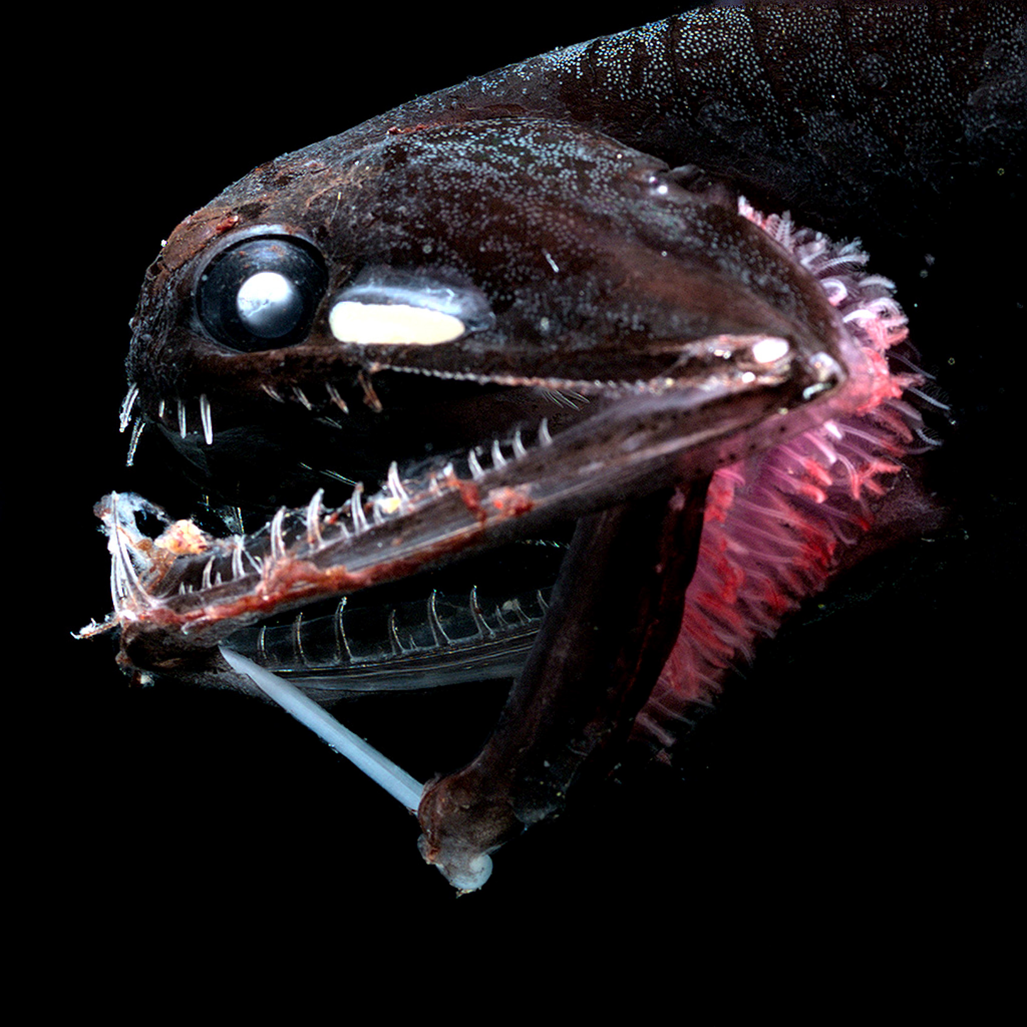 Stomias deep-sea bioluminescent fish