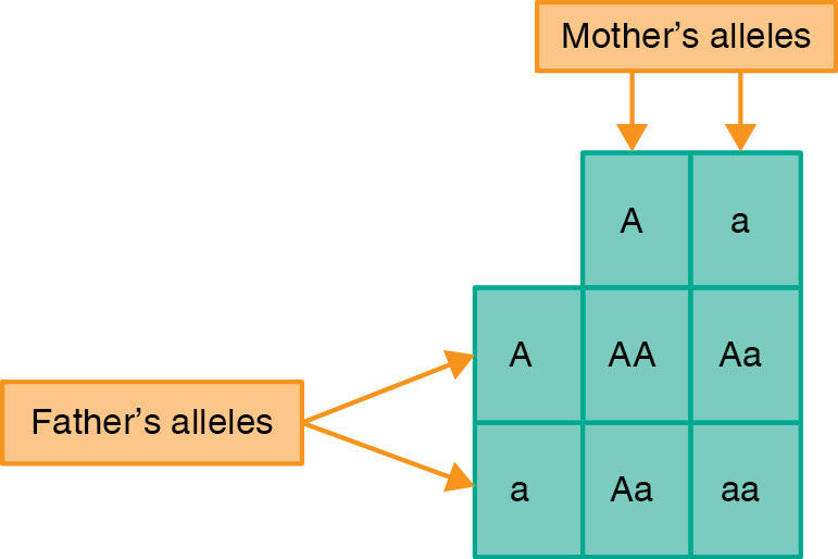 Punnett square