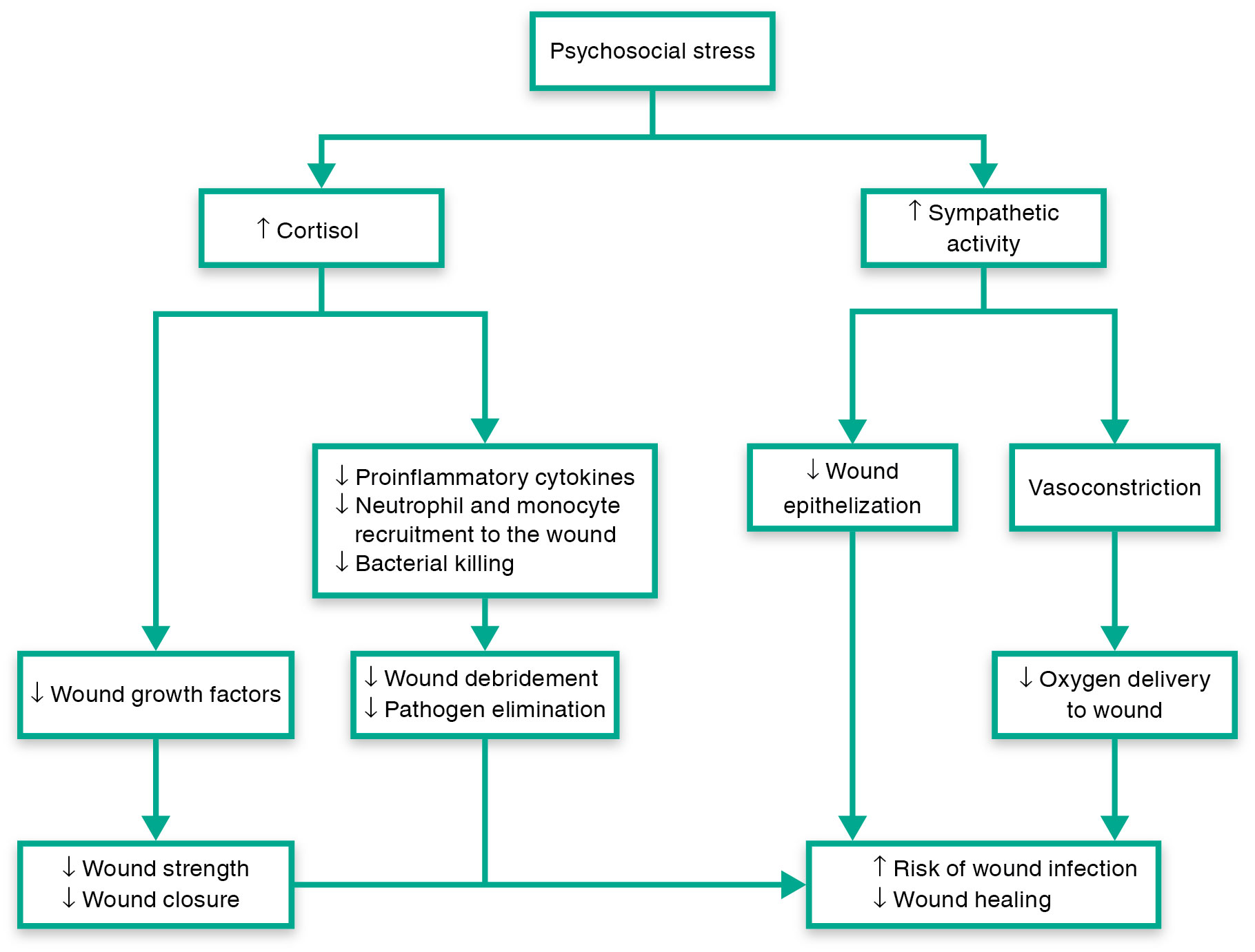 Psychosocial stress affects wound healing through the release of cortisol and by activation of the S