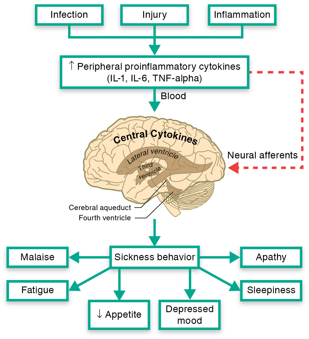 Immune-to-brain signaling occurs in response to infection, injury, and inflammation that occur in pe