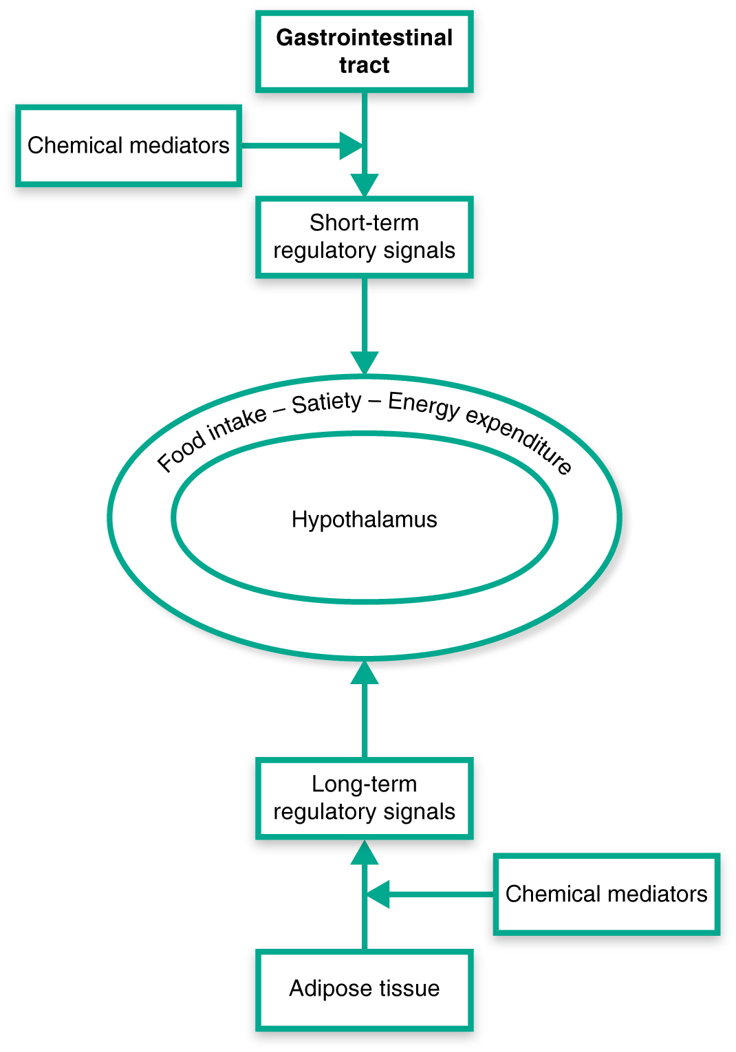 Energy homeostasis is regulated primarily by the brain, gastrointestinal tract, other organ systems,