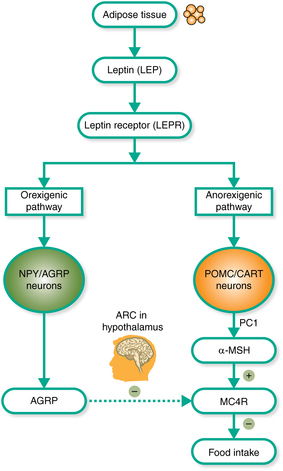 The leptin–melanocortin pathway of energy balance