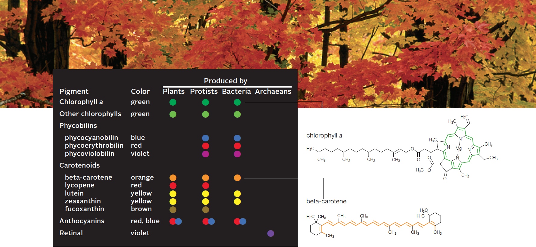 Some Photosynthetic Pigments