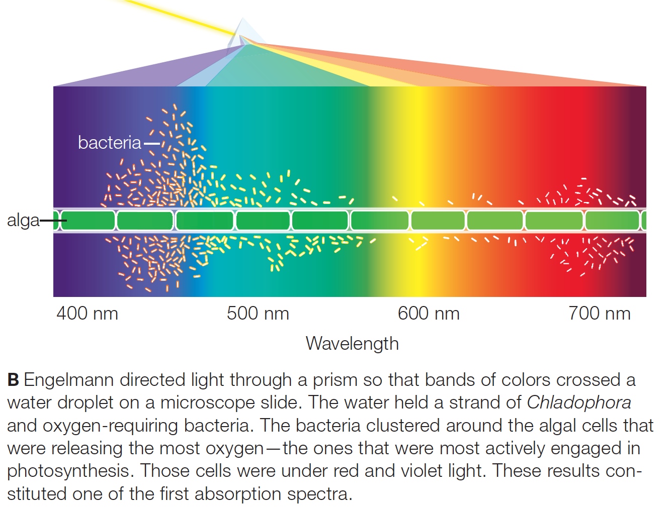 Engelmann's prism