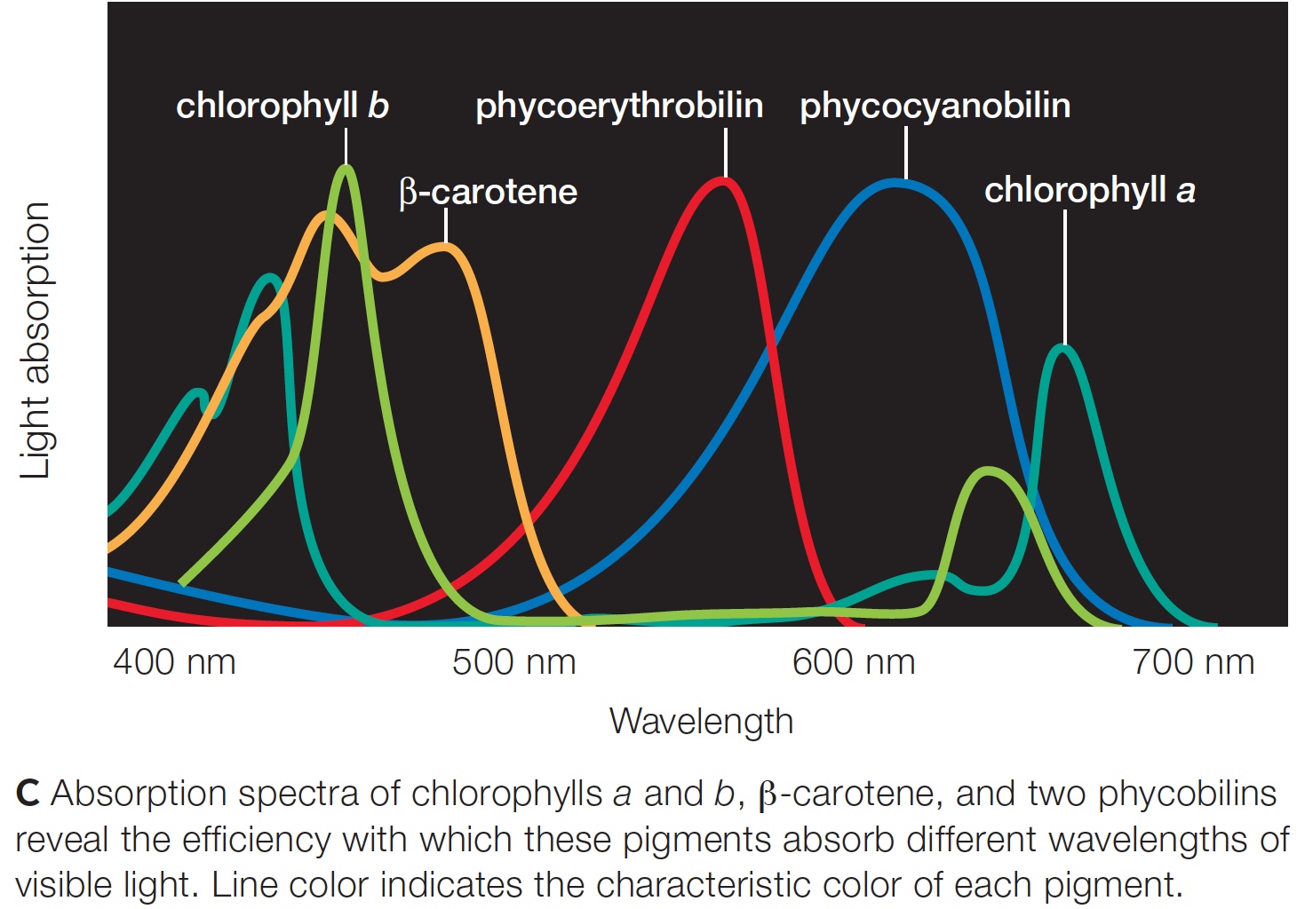 Absorption spectra of chlorophylls a and b , β-carotene, and two phycobilins