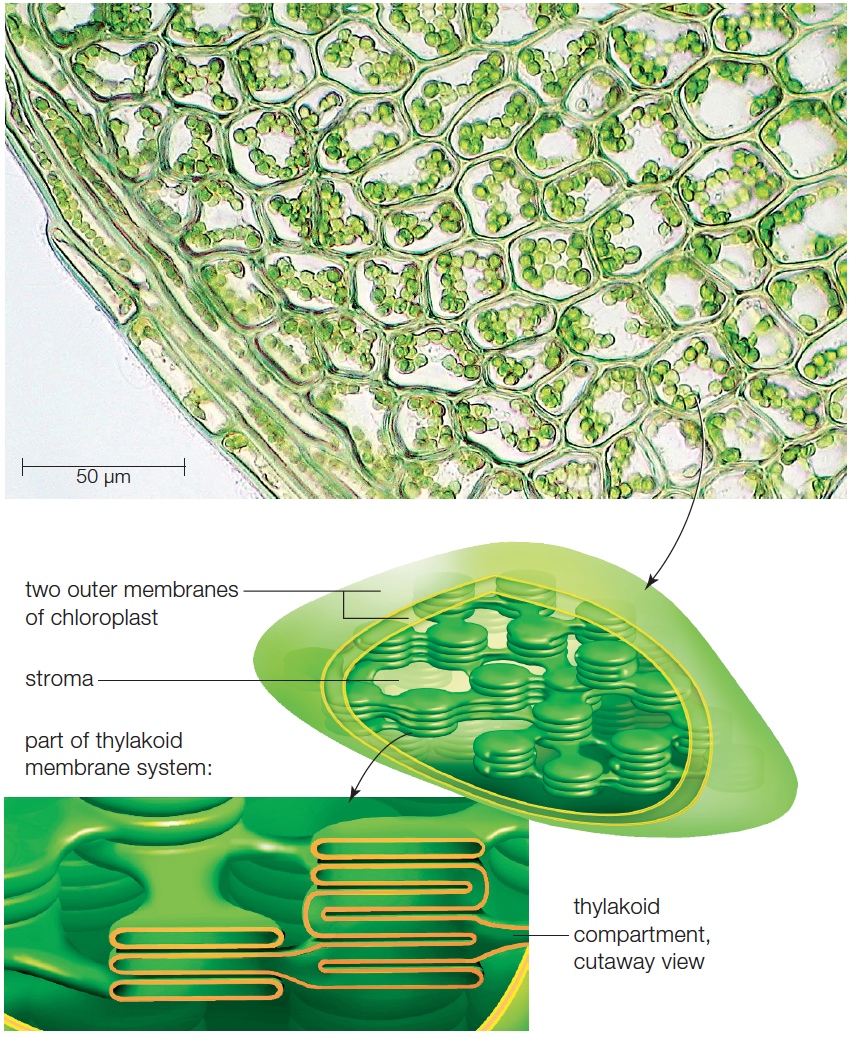 The chloroplast